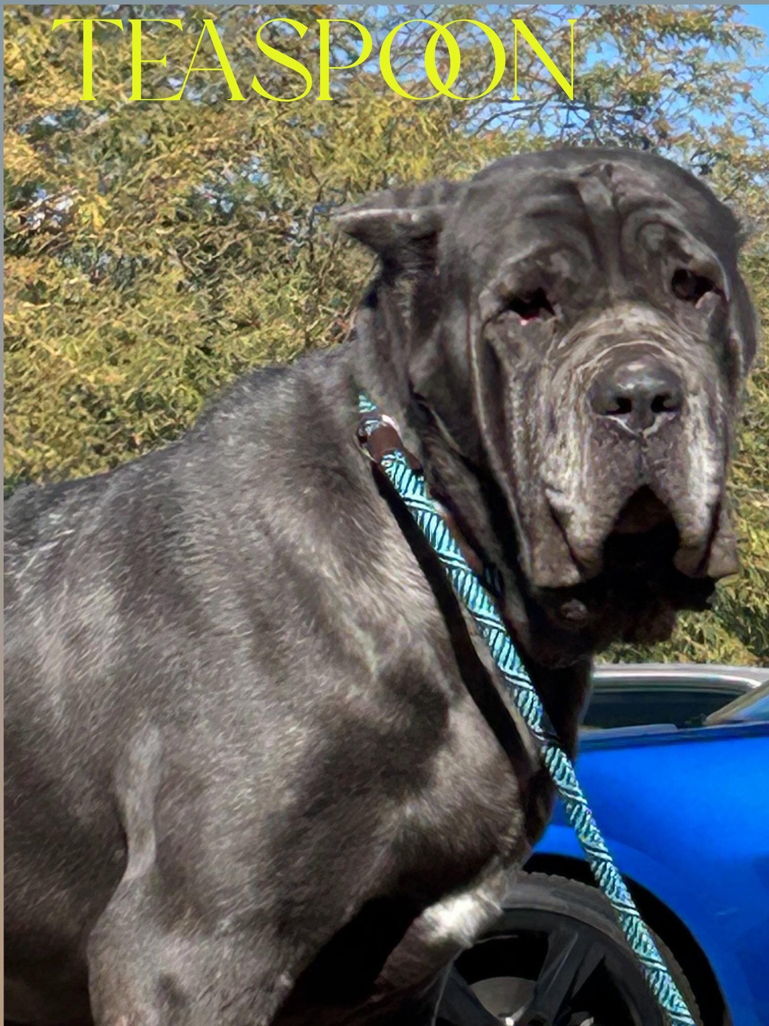 Teaspoon - ADOPTED, Adopted, Young Male Cane Corso.