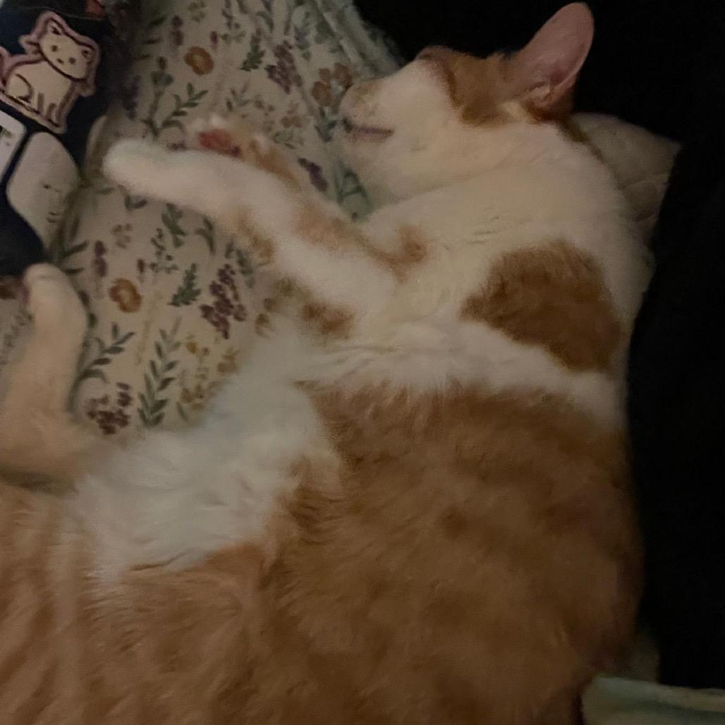 Cedar, Adoptable, Senior Male Domestic Short Hair.