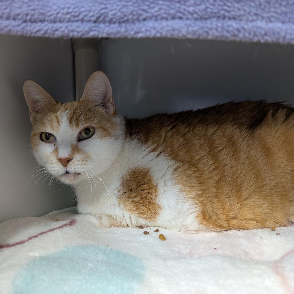 Cedar, a Adoptable Domestic Short Hair in Puslinch, ON image 2/6