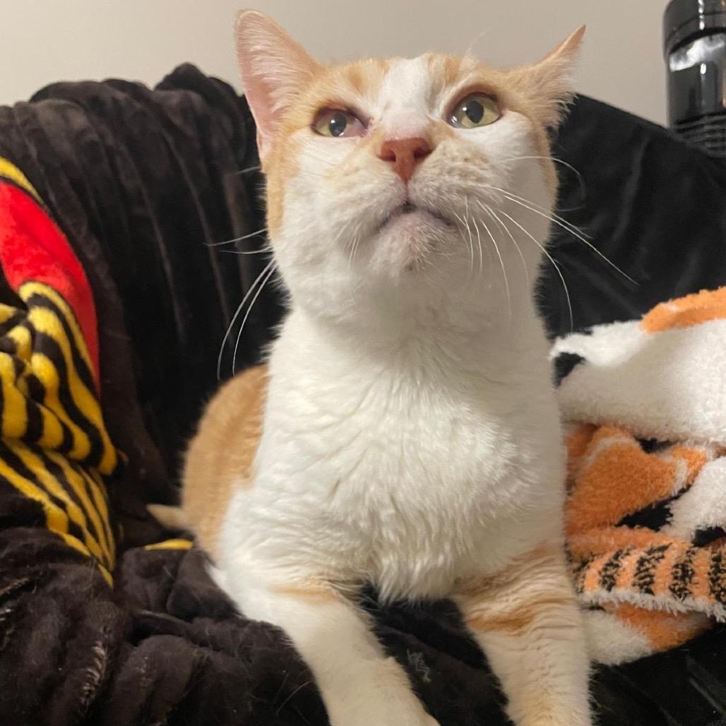 Cedar, a Adoptable Domestic Short Hair in Puslinch, ON image 3/6