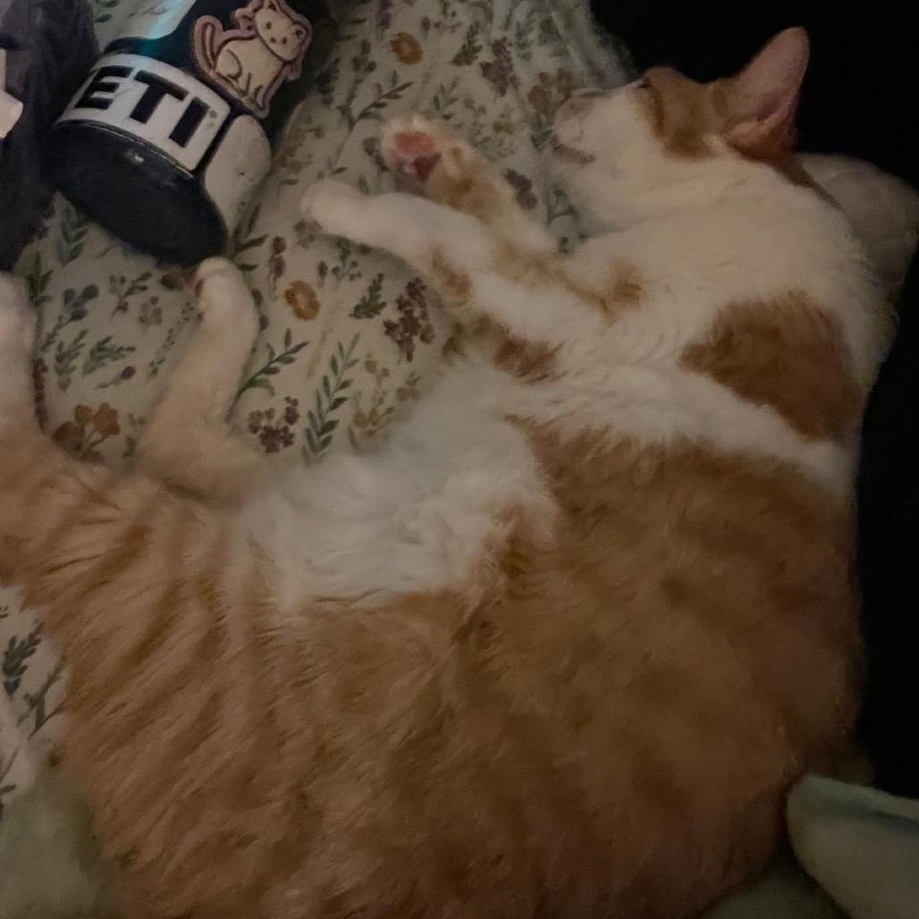 Cedar, a Adoptable Domestic Short Hair in Puslinch, ON image 4/6