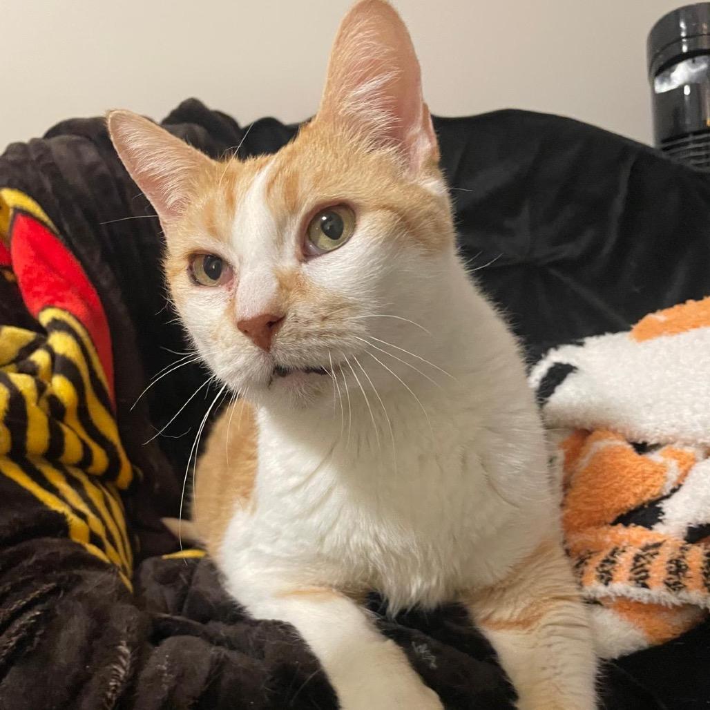 Cedar, a Adoptable Domestic Short Hair in Puslinch, ON image 5/6