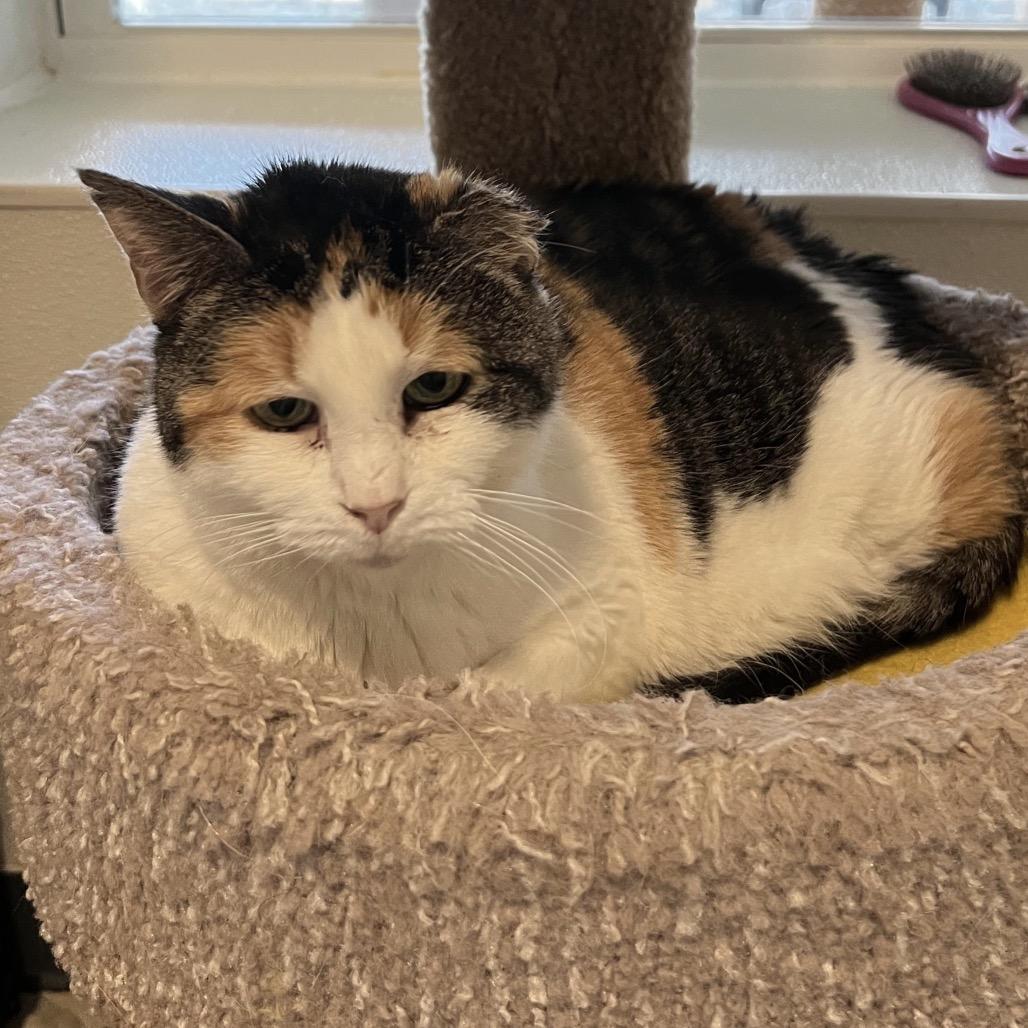 Enlarge Savannah, a Adoptable Domestic Short Hair in Brighton, MO image 1/4