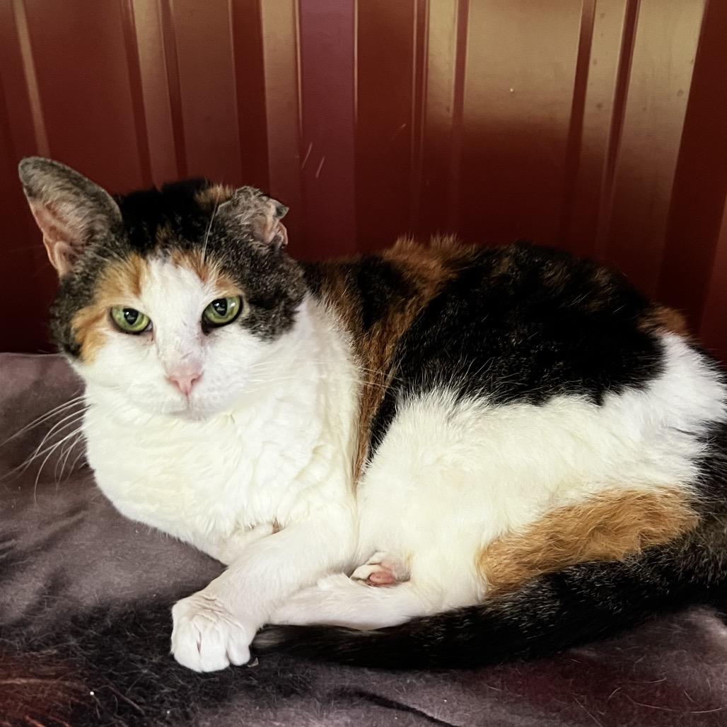 Savannah, a Adoptable Domestic Short Hair in Brighton, MO image 2/5