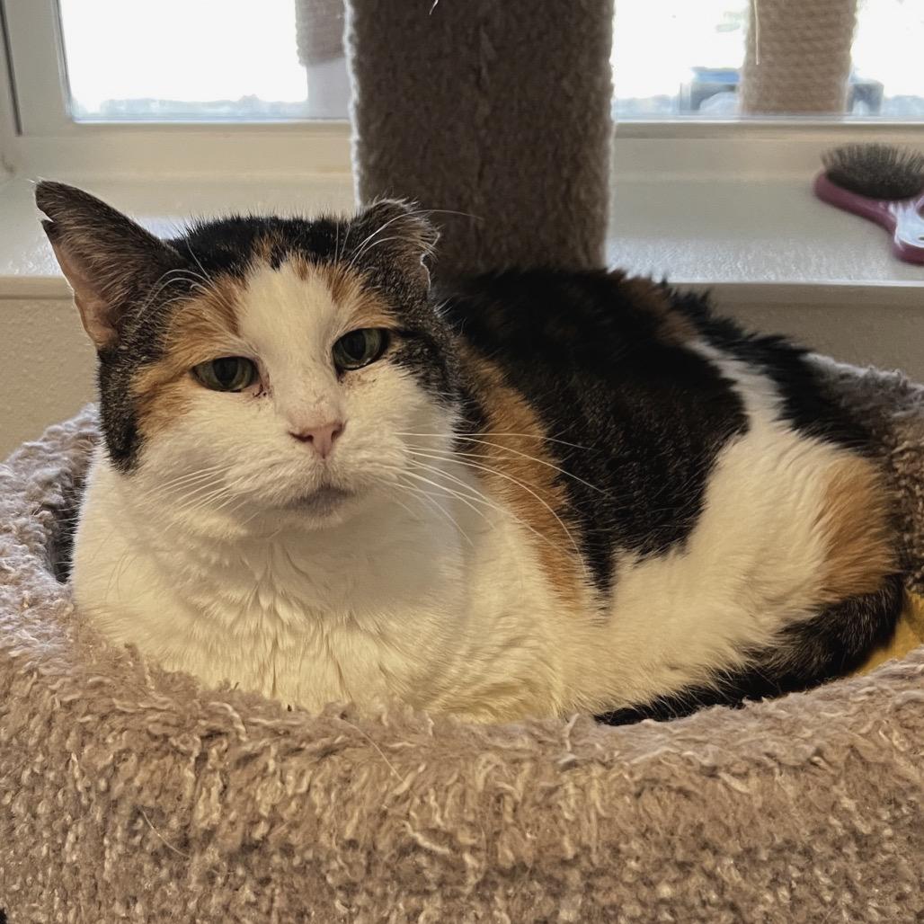 Enlarge Savannah, a Adoptable Domestic Short Hair in Brighton, MO image 2/4