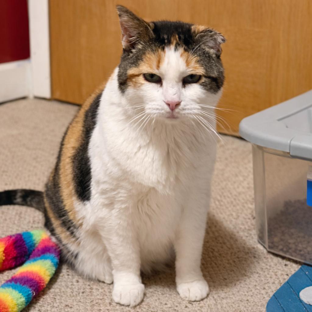 Enlarge Savannah, a Adoptable Domestic Short Hair in Brighton, MO image 3/4