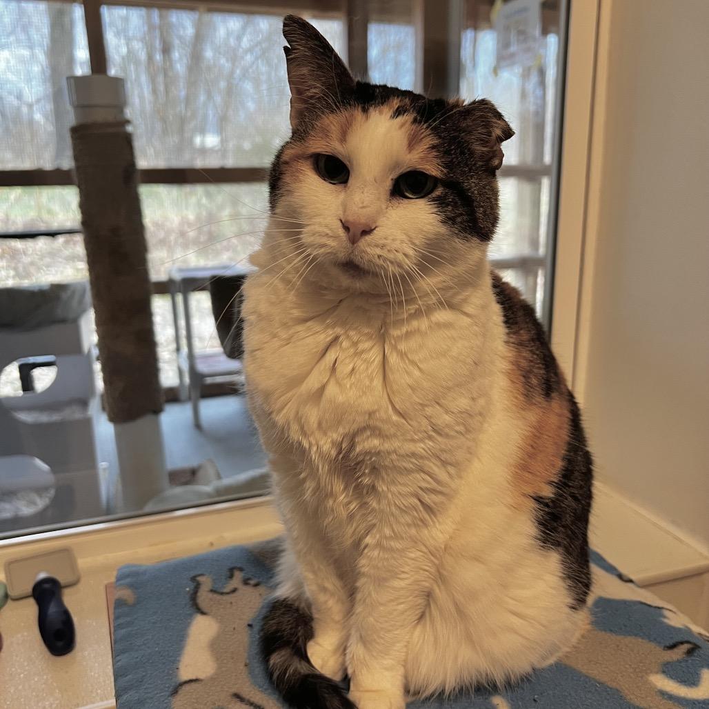 Enlarge Savannah, a Adoptable Domestic Short Hair in Brighton, MO image 4/4