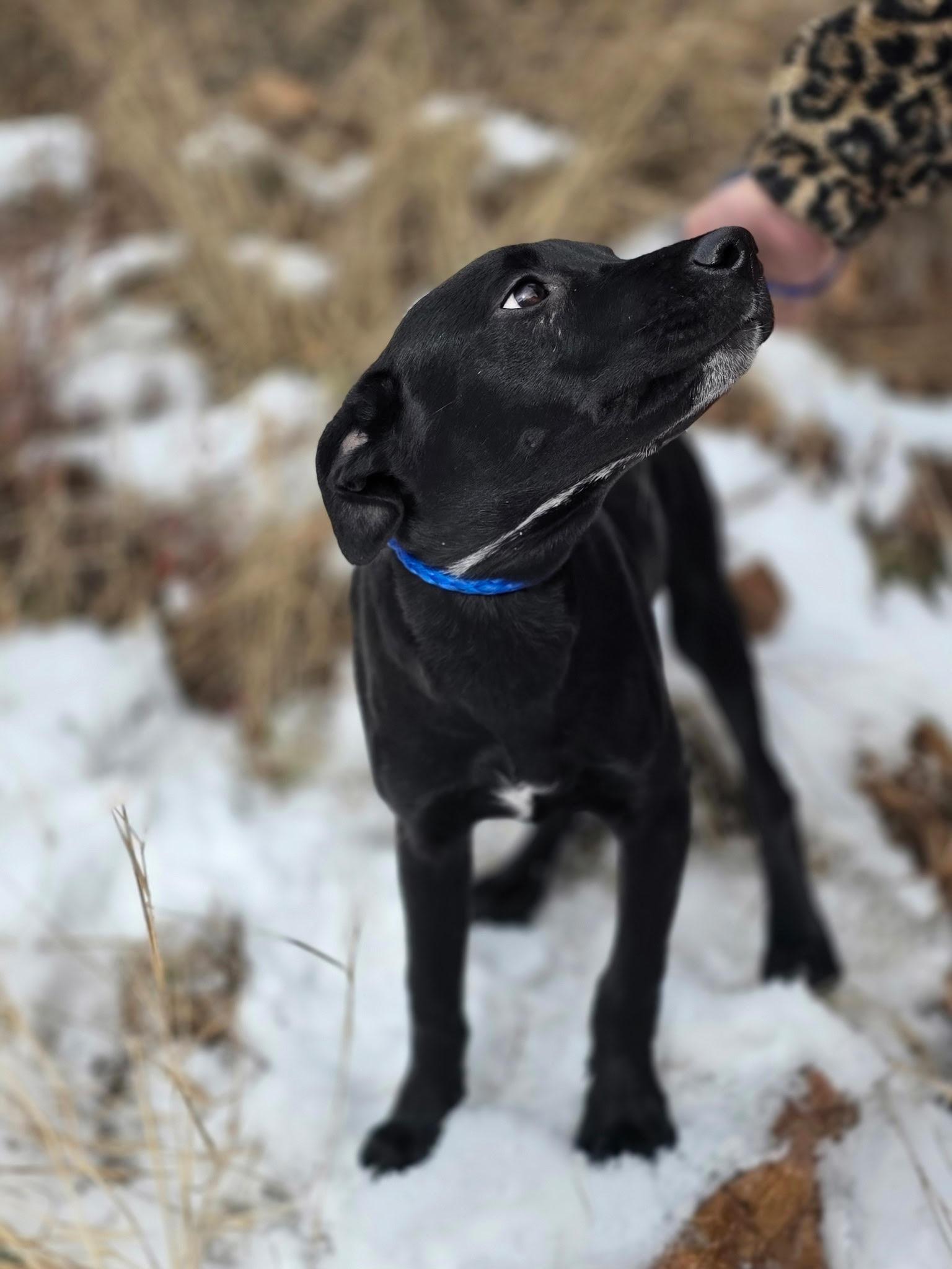 Jack, ADOPTABLE, Young Male Mixed Breed.