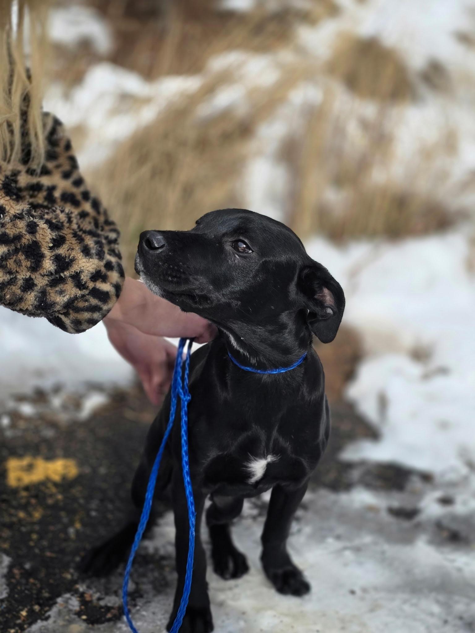 Enlarge Jack, a ADOPTABLE Mixed Breed in Conifer, CO image 2/5