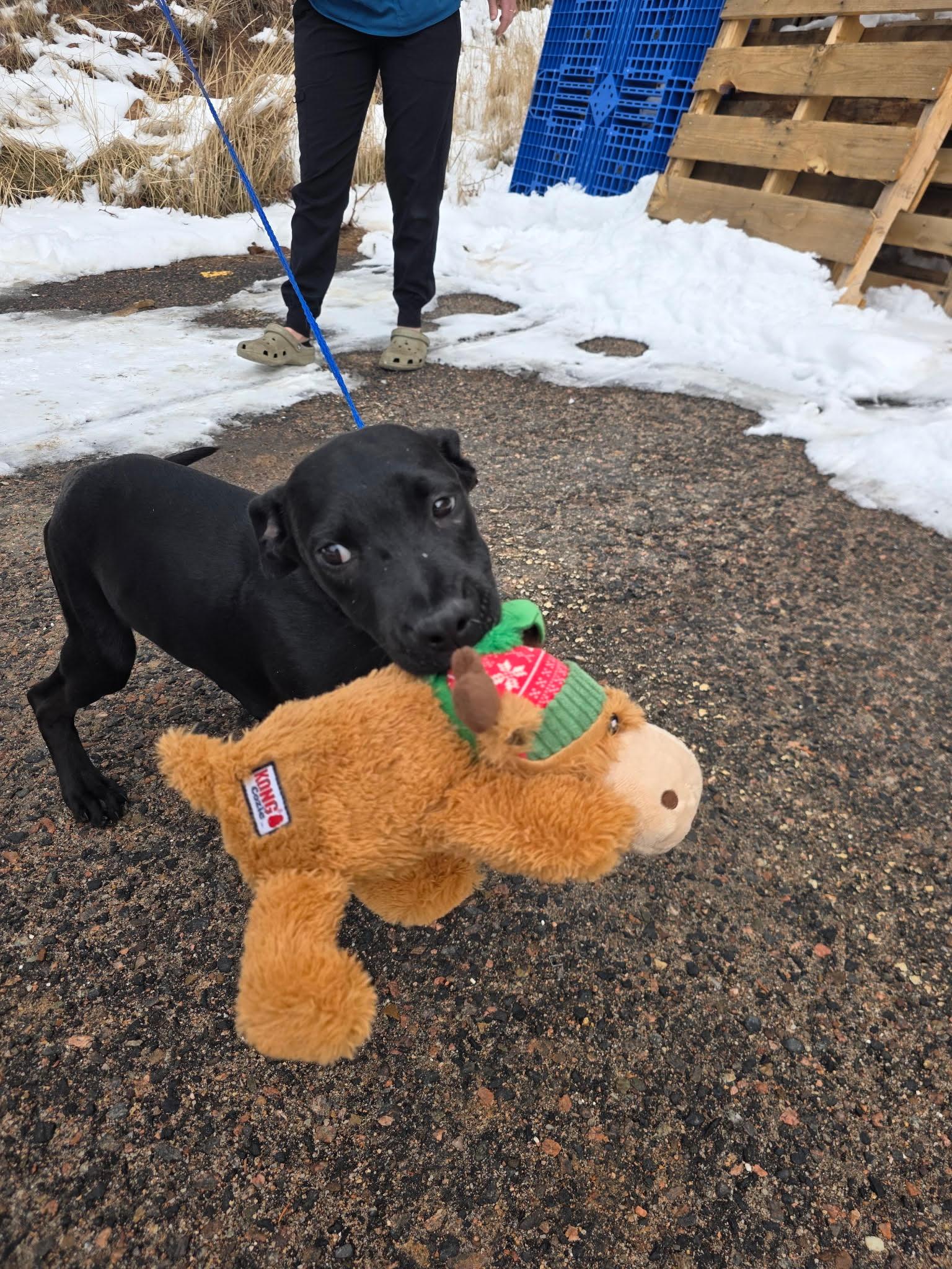 Enlarge Jack, a ADOPTABLE Mixed Breed in Conifer, CO image 3/5