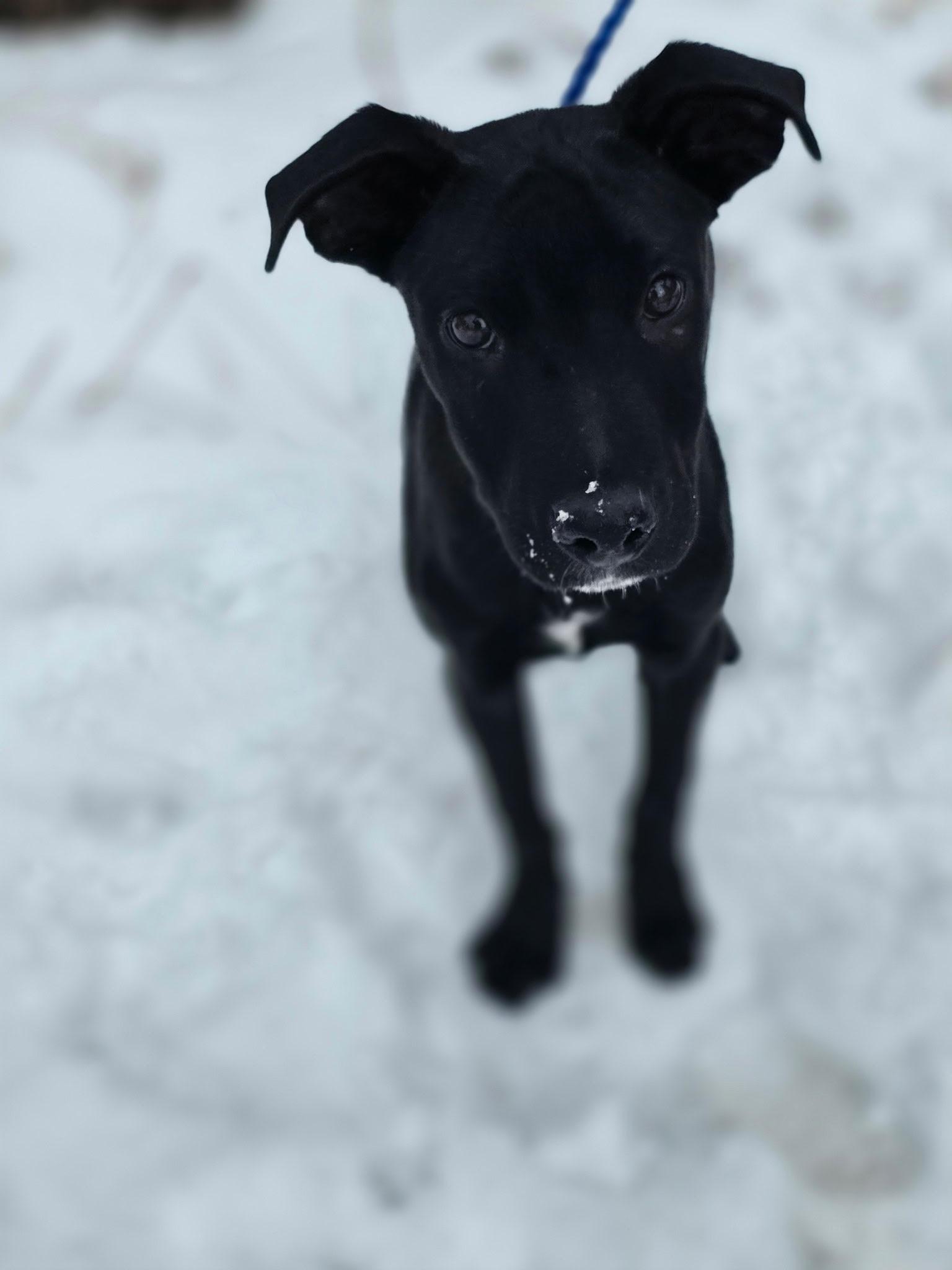 Enlarge Jack, a ADOPTABLE Mixed Breed in Conifer, CO image 5/5