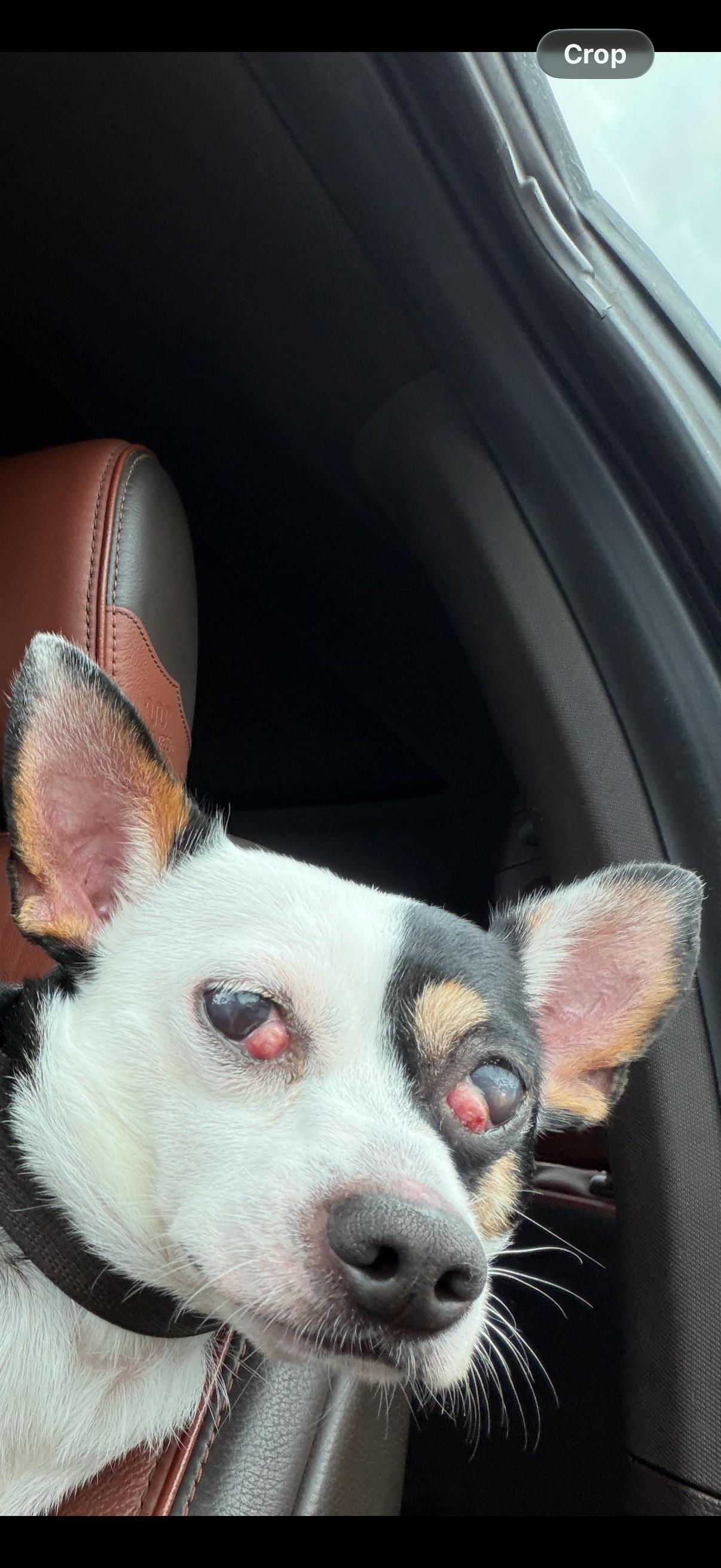 Enlarge Melvin, a Adoptable Chihuahua in Gaithersburg, MD image 4/4