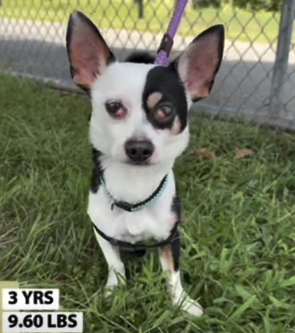 Enlarge Melvin, a Adoptable Chihuahua in Gaithersburg, MD image 3/4