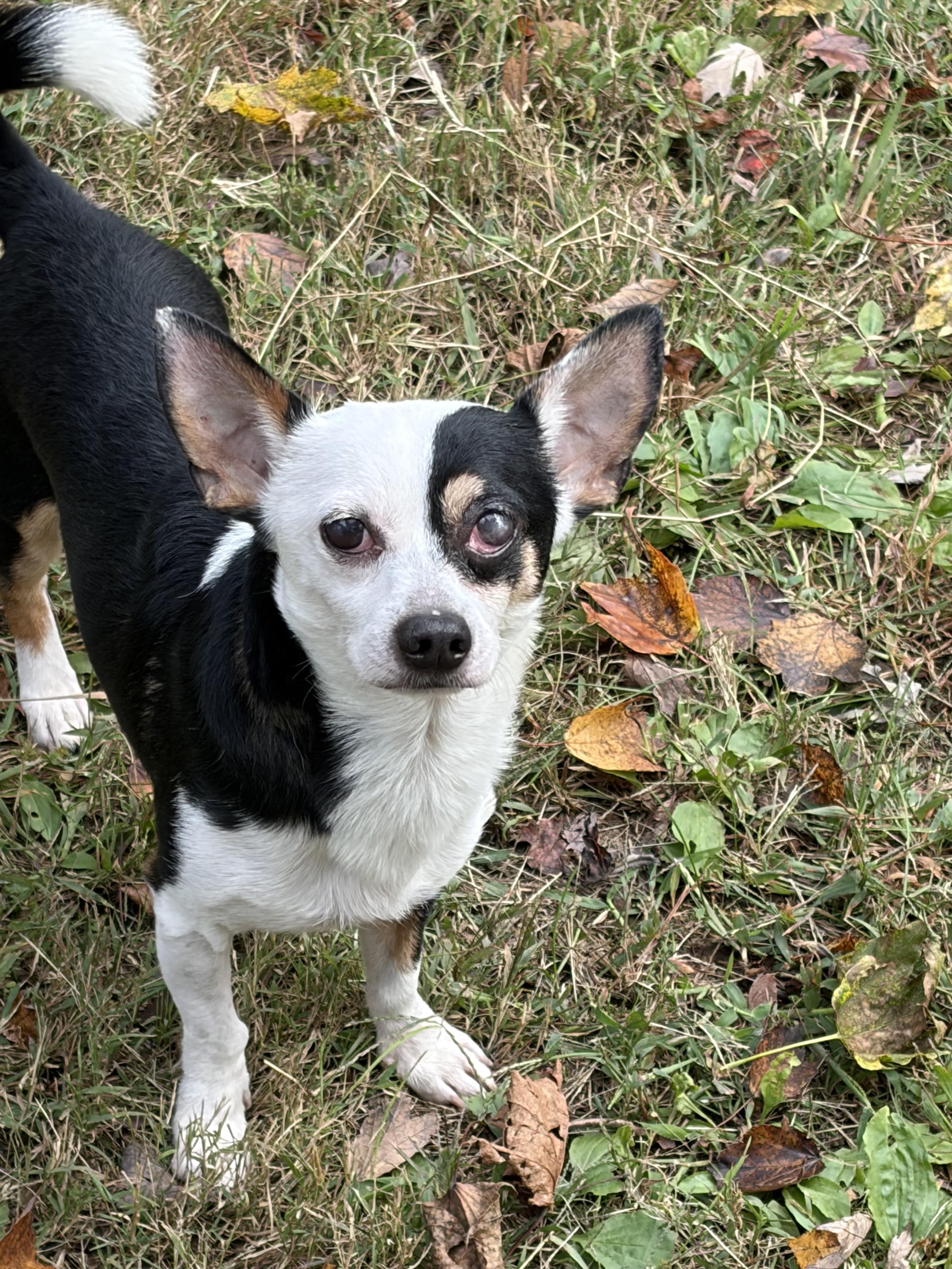 Melvin, Adoptable, Adult Male Chihuahua.