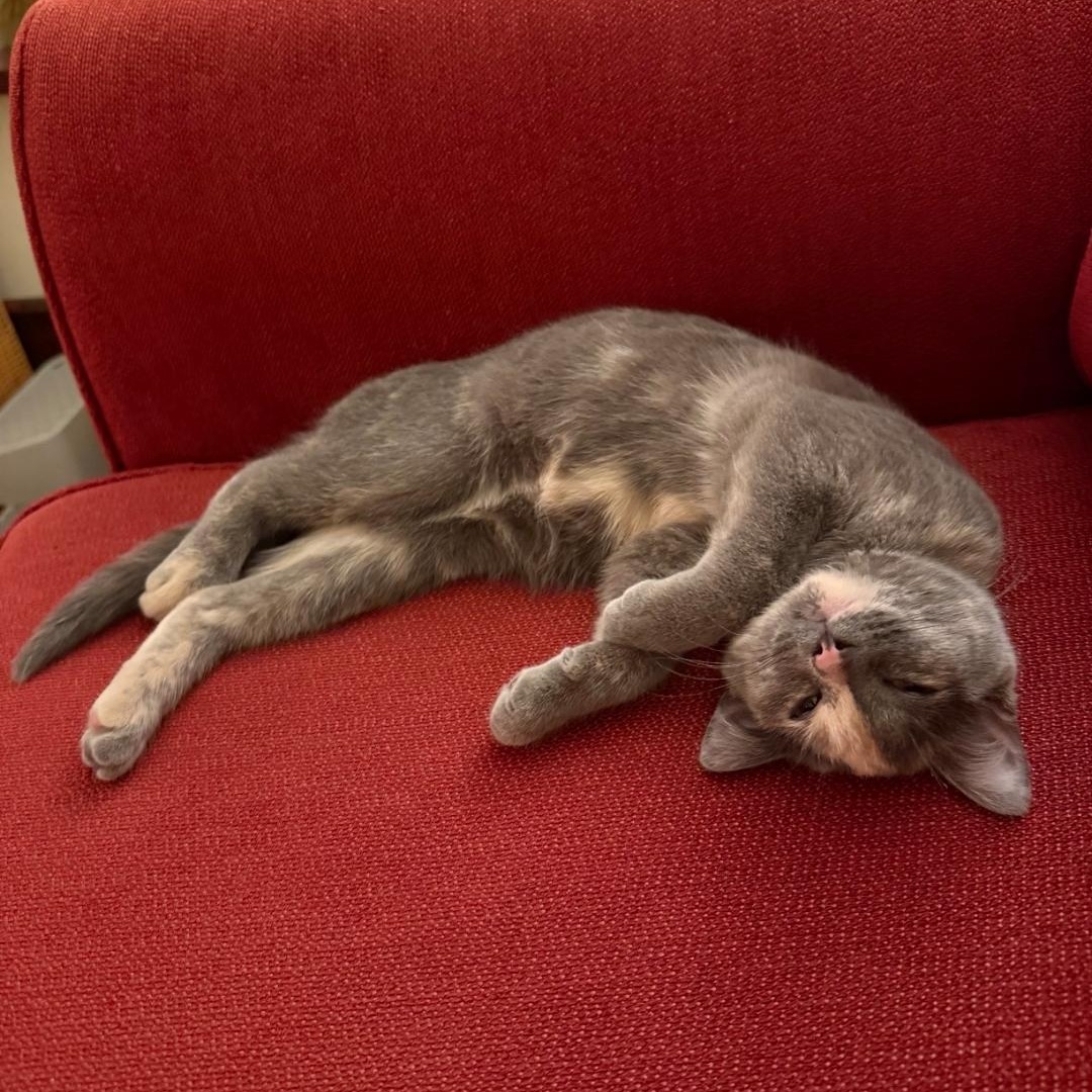 Judy, an adopted Domestic Short Hair in Pardeeville, WI image 2/4