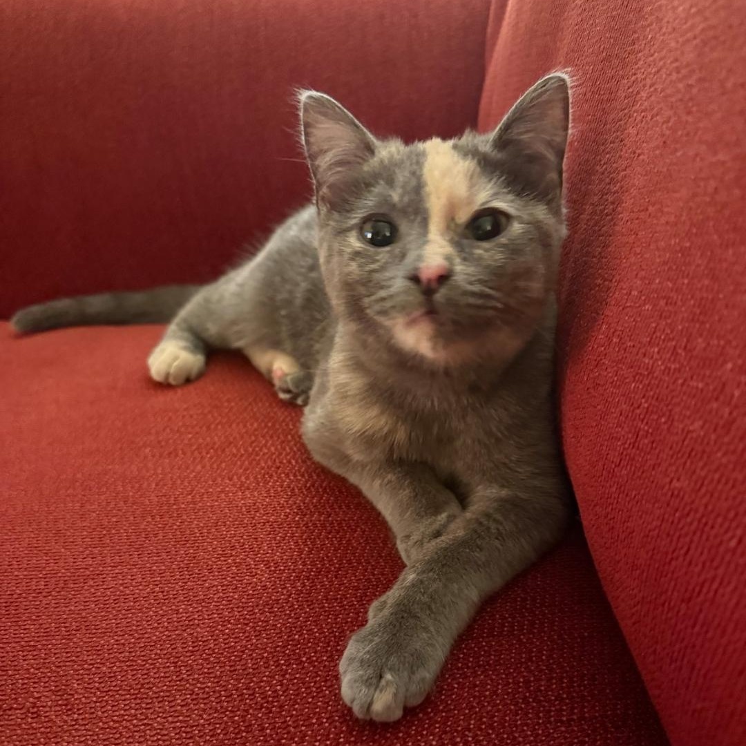 Judy, adopted, Kitten Female Domestic Short Hair.