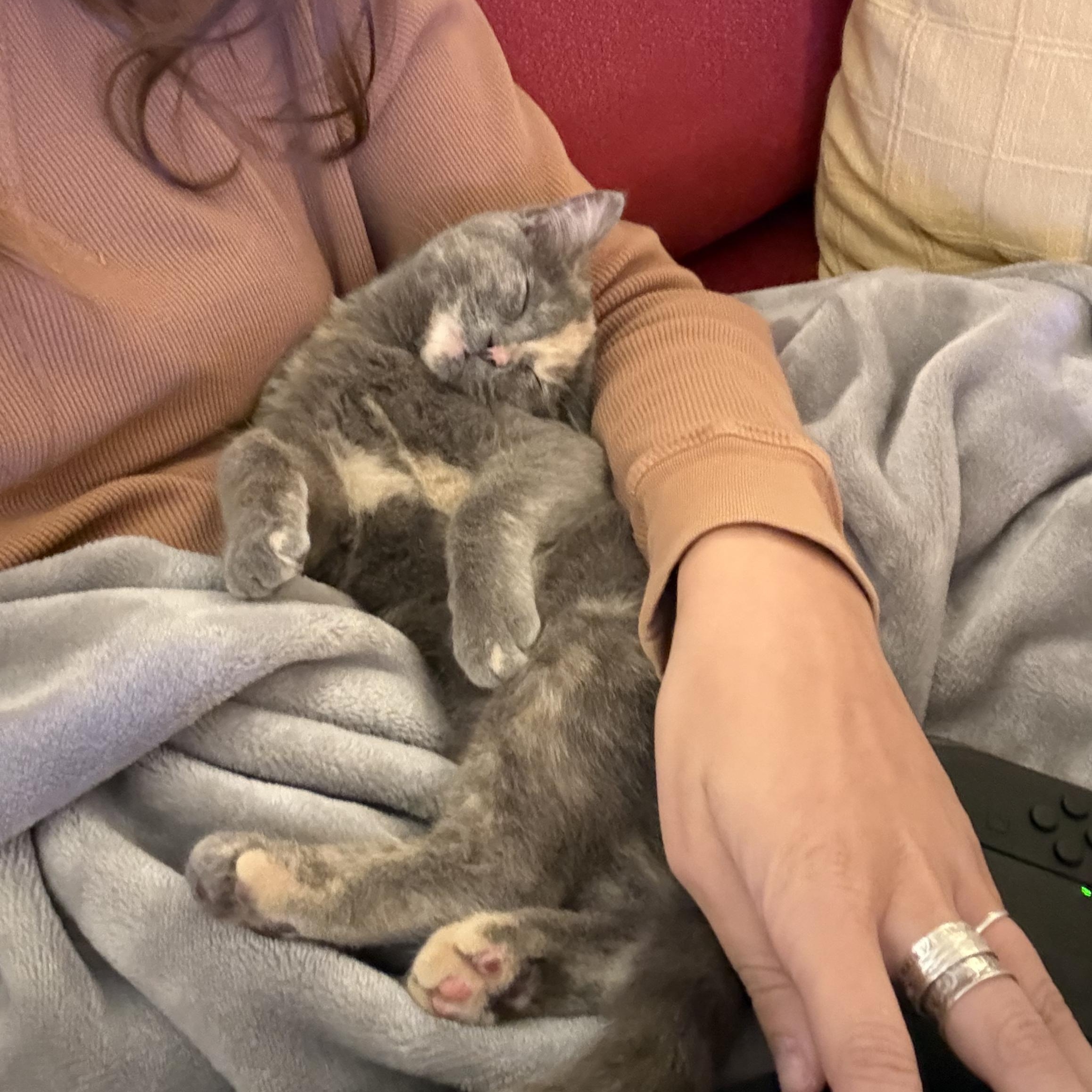 Judy, an adopted Domestic Short Hair in Pardeeville, WI image 3/4