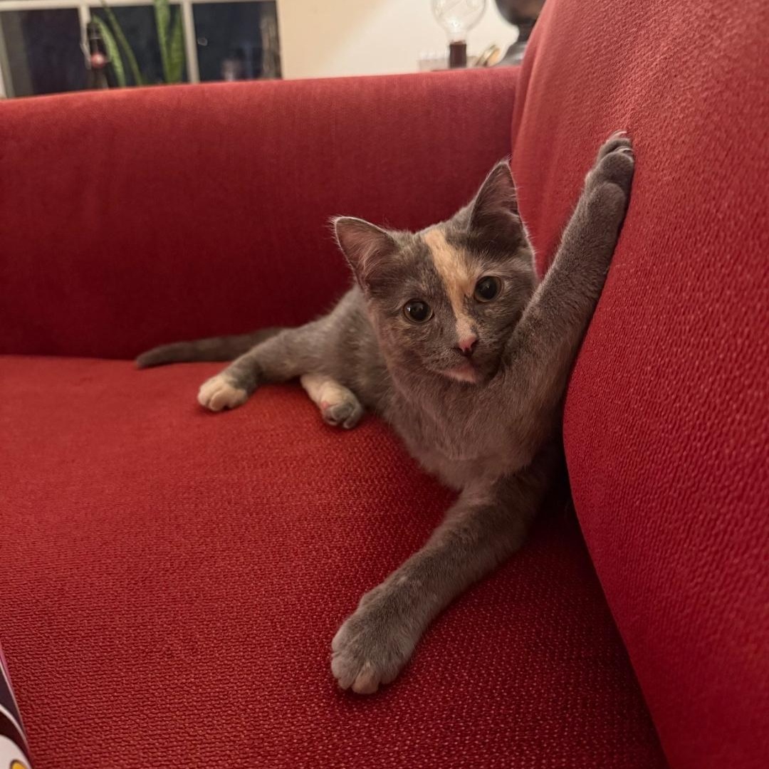 Judy, an adopted Domestic Short Hair in Pardeeville, WI image 4/4