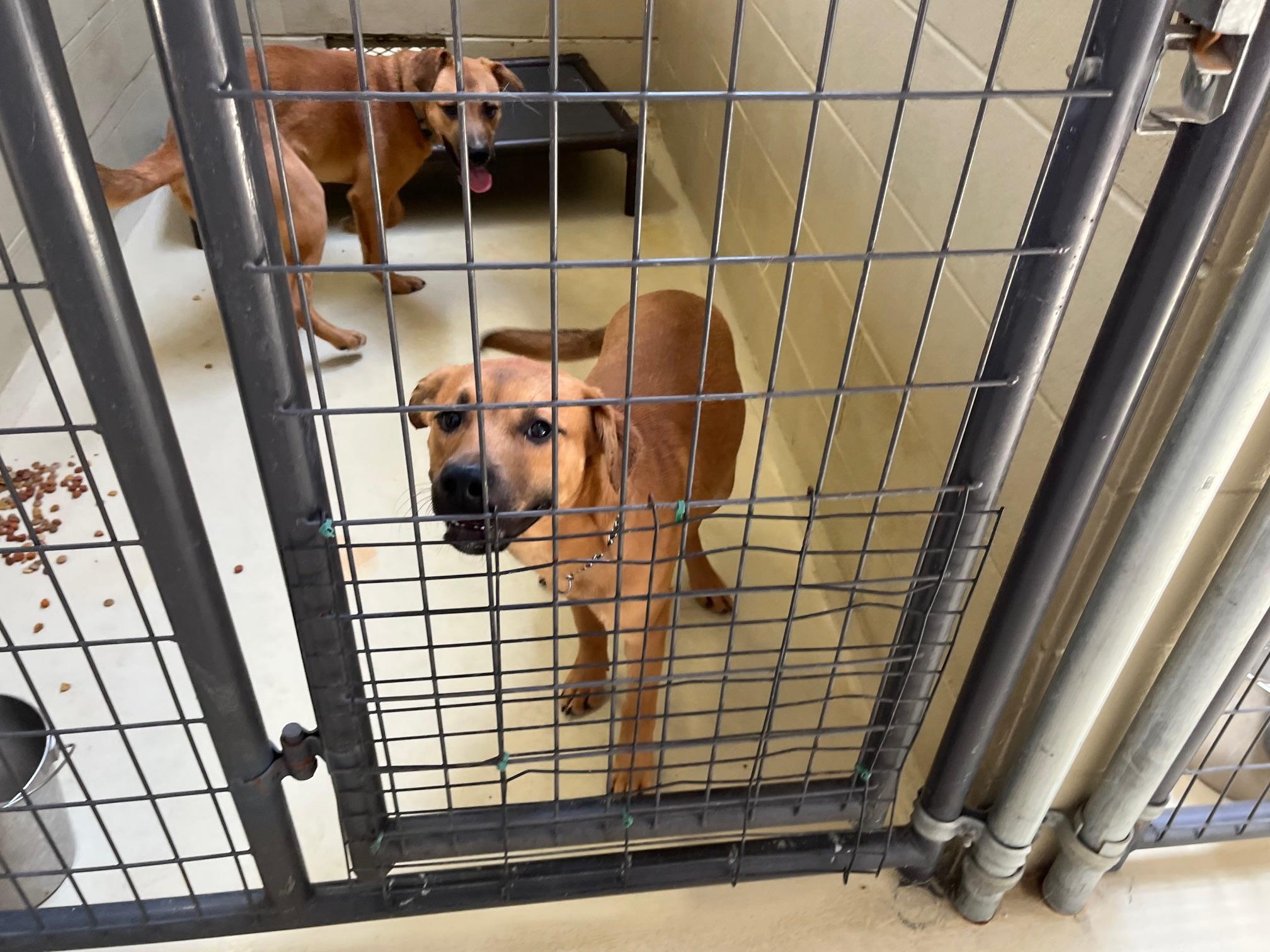 Luke Skywalker, an adoptable Black Mouth Cur, Labradoodle in Clarksville, VA, 23927 | Photo Image 5