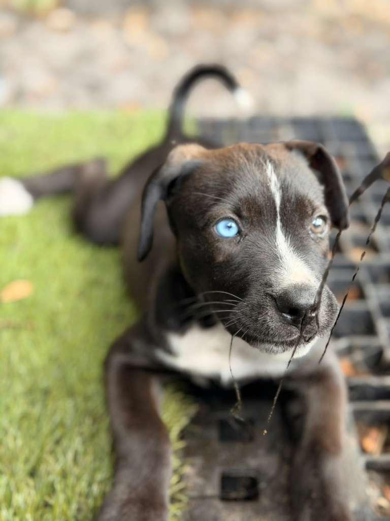 Enlarge Girl, a ADOPTABLE mixed breed in Tampa, FL image 3/3