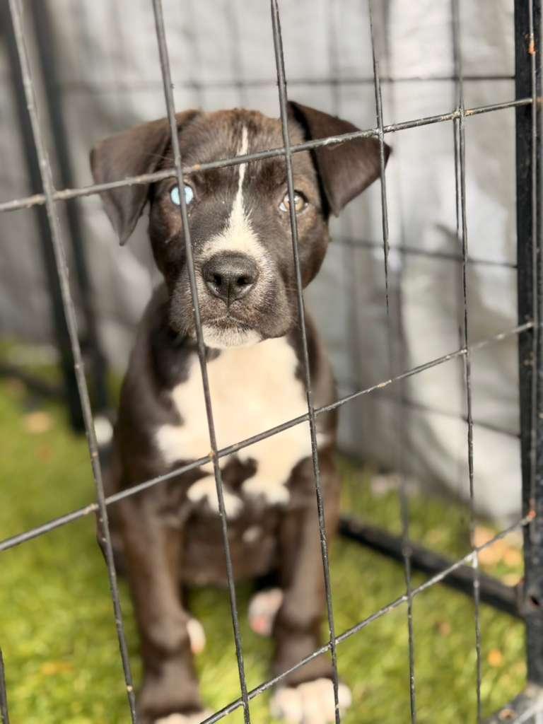 Enlarge Girl, a ADOPTABLE mixed breed in Tampa, FL image 2/3