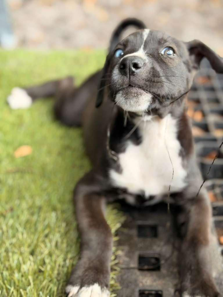 Girl, ADOPTABLE, Puppy Female Black Labrador Retriever & American Staffordshire Terrier.