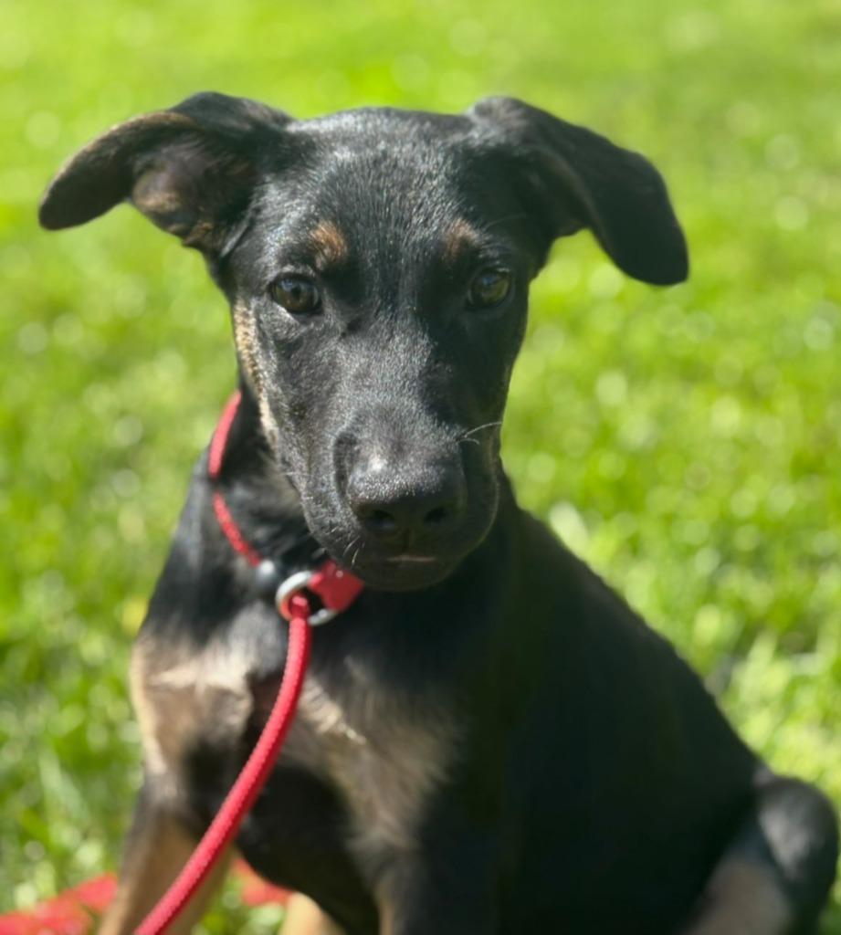 Enlarge Carbon, a Adoptable German Shepherd Dog in Viroqua, WI image 1/1