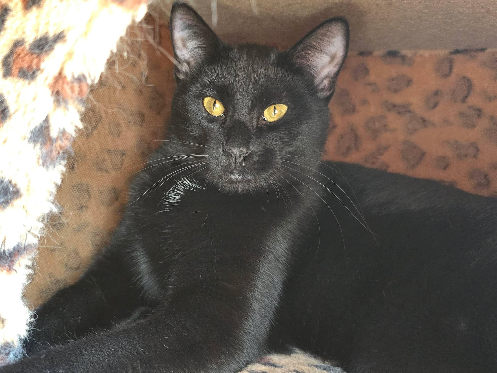 Enlarge Prairie Dawn, a Adopted Domestic Short Hair in Sioux Falls, SD image 3/4