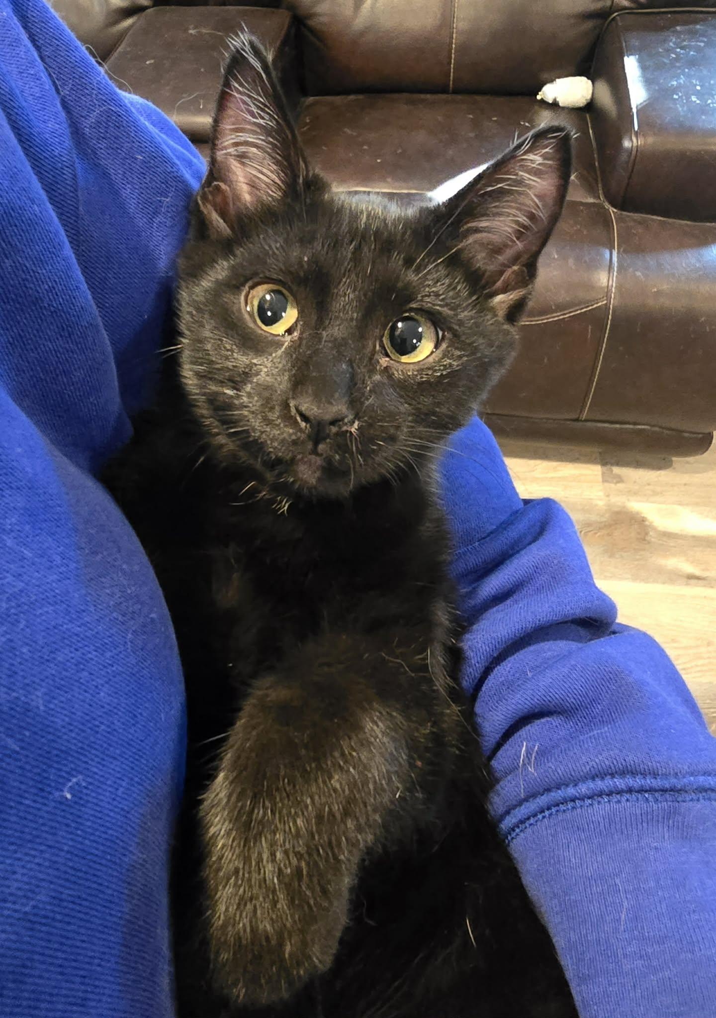 Enlarge Prairie Dawn, a Adopted Domestic Short Hair in Sioux Falls, SD image 4/4