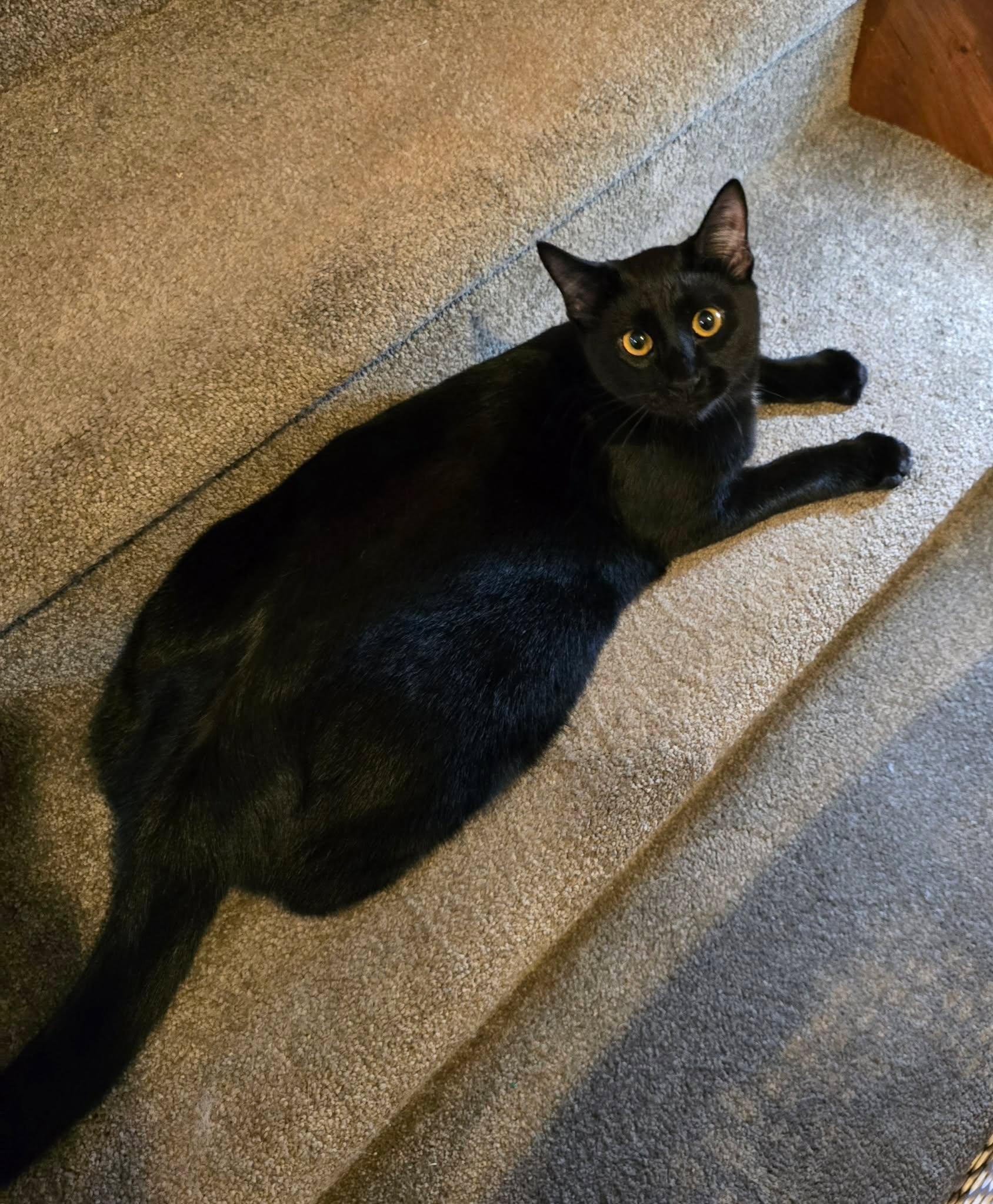 Prairie Dawn, Adopted, Kitten Female Domestic Short Hair.