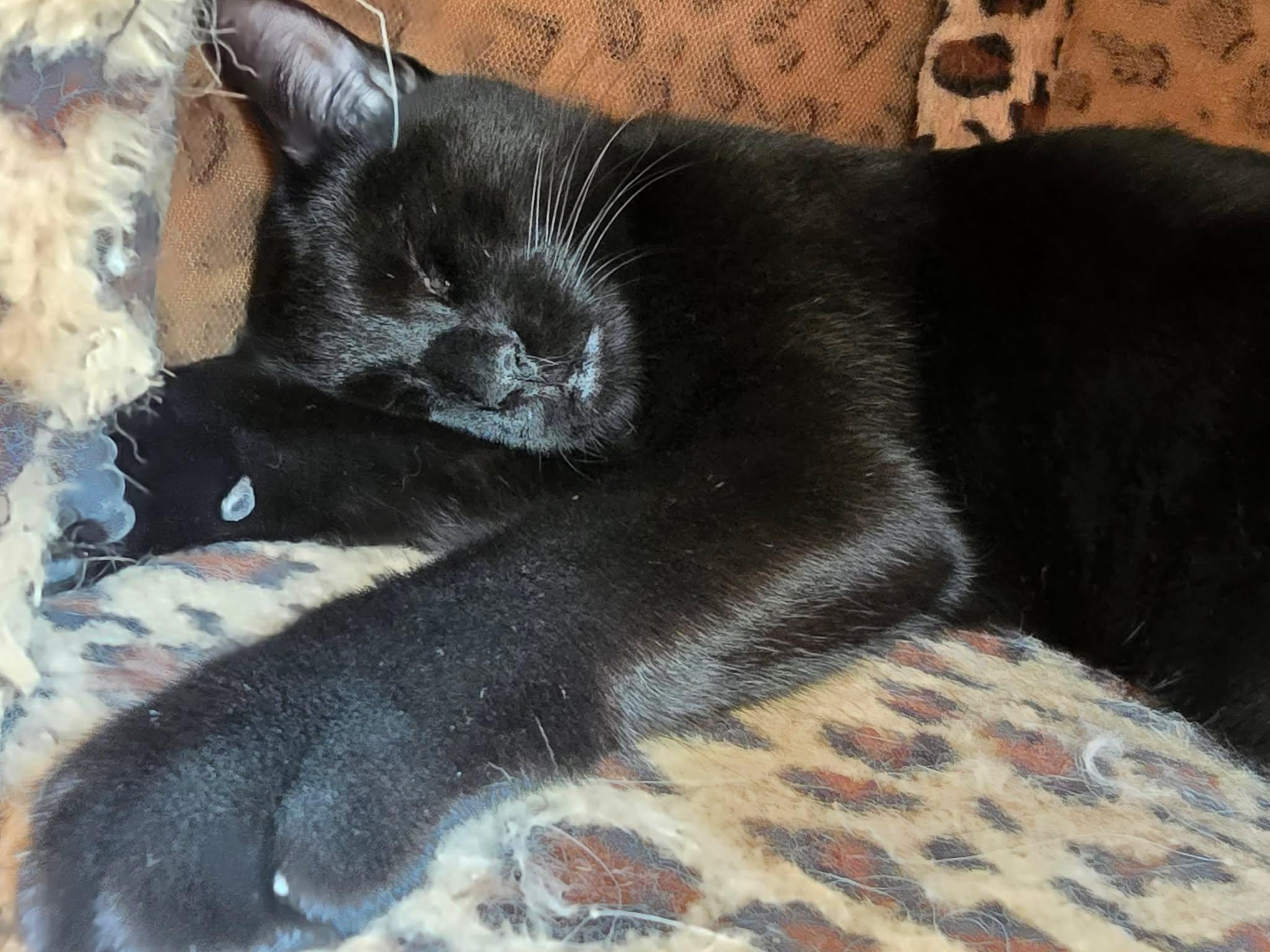 Enlarge Prairie Dawn, a Adopted Domestic Short Hair in Sioux Falls, SD image 2/4