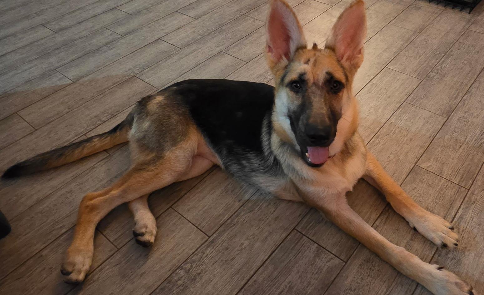 Enlarge Roma, a Adoptable German Shepherd Dog in Dallas, TX image 4/6