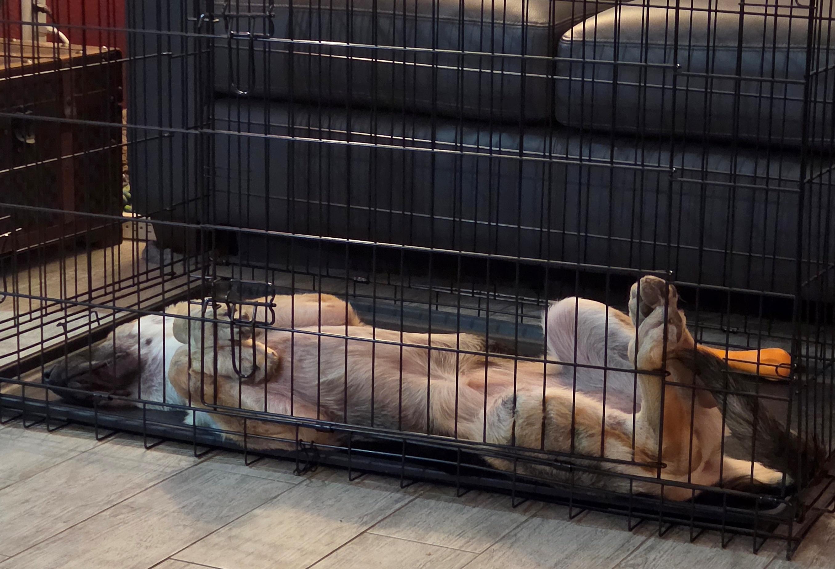 Enlarge Roma, a Adoptable German Shepherd Dog in Dallas, TX image 3/6