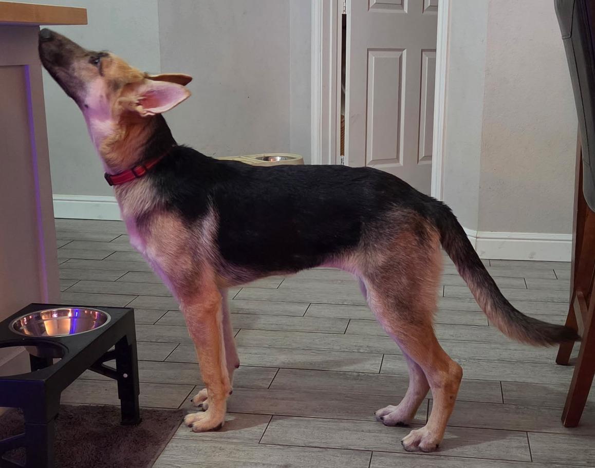 Enlarge Roma, a Adoptable German Shepherd Dog in Dallas, TX image 2/6