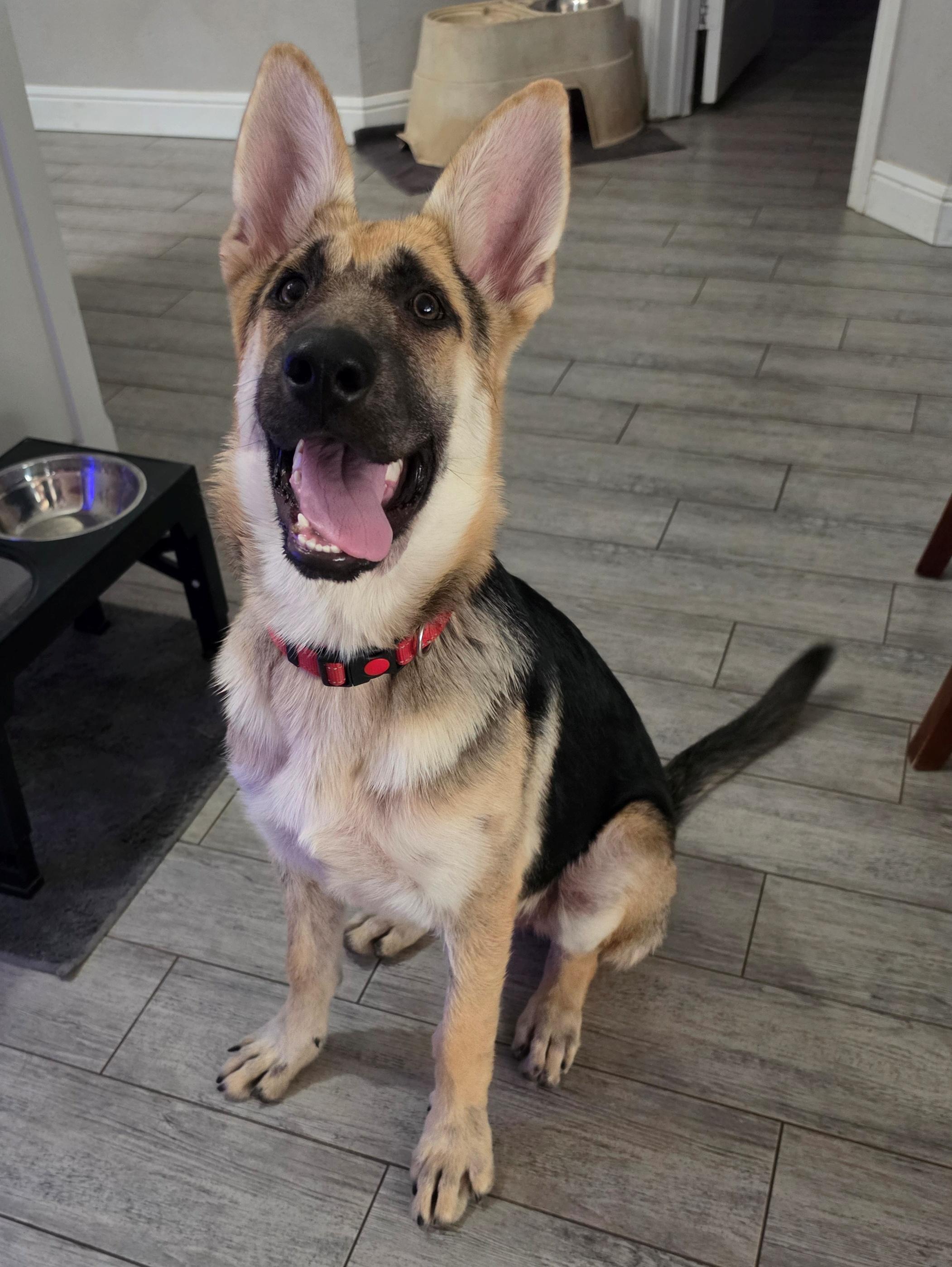 Enlarge Roma, a Adoptable German Shepherd Dog in Dallas, TX image 5/6