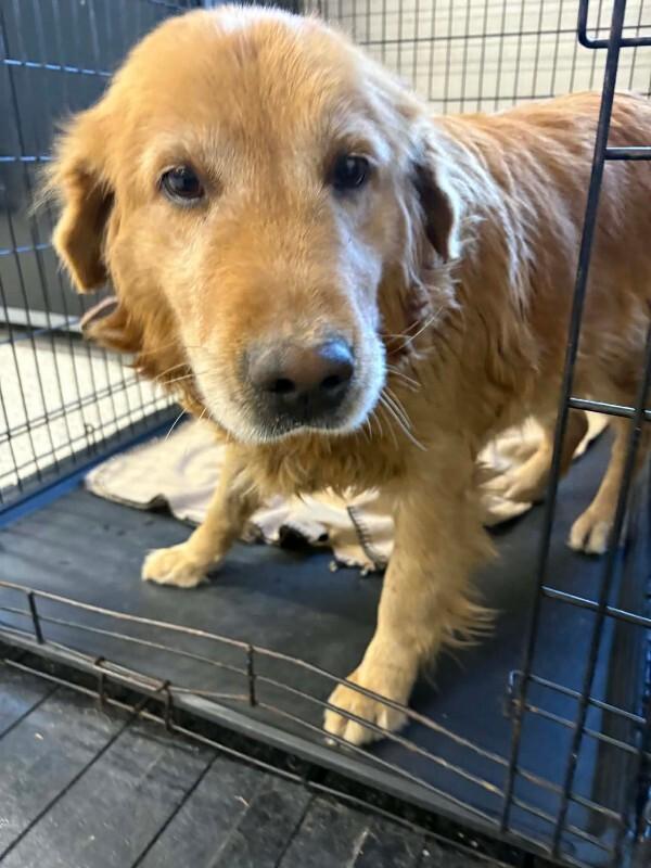 Miss Pretty, Adoptable, Adult Female Golden Retriever.