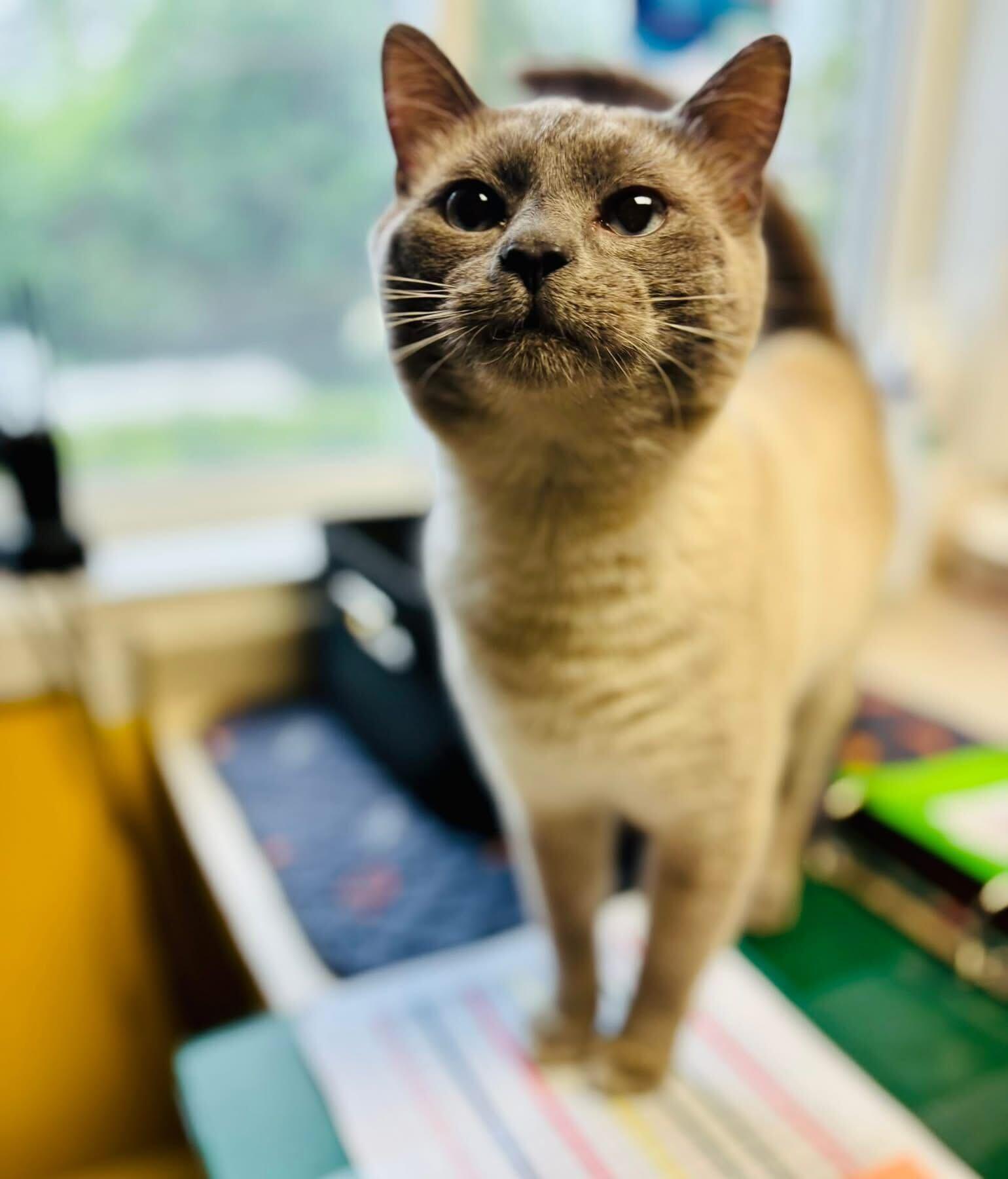 Enlarge Attorney General, an adopted Domestic Short Hair in Manchester, NH image 2/2