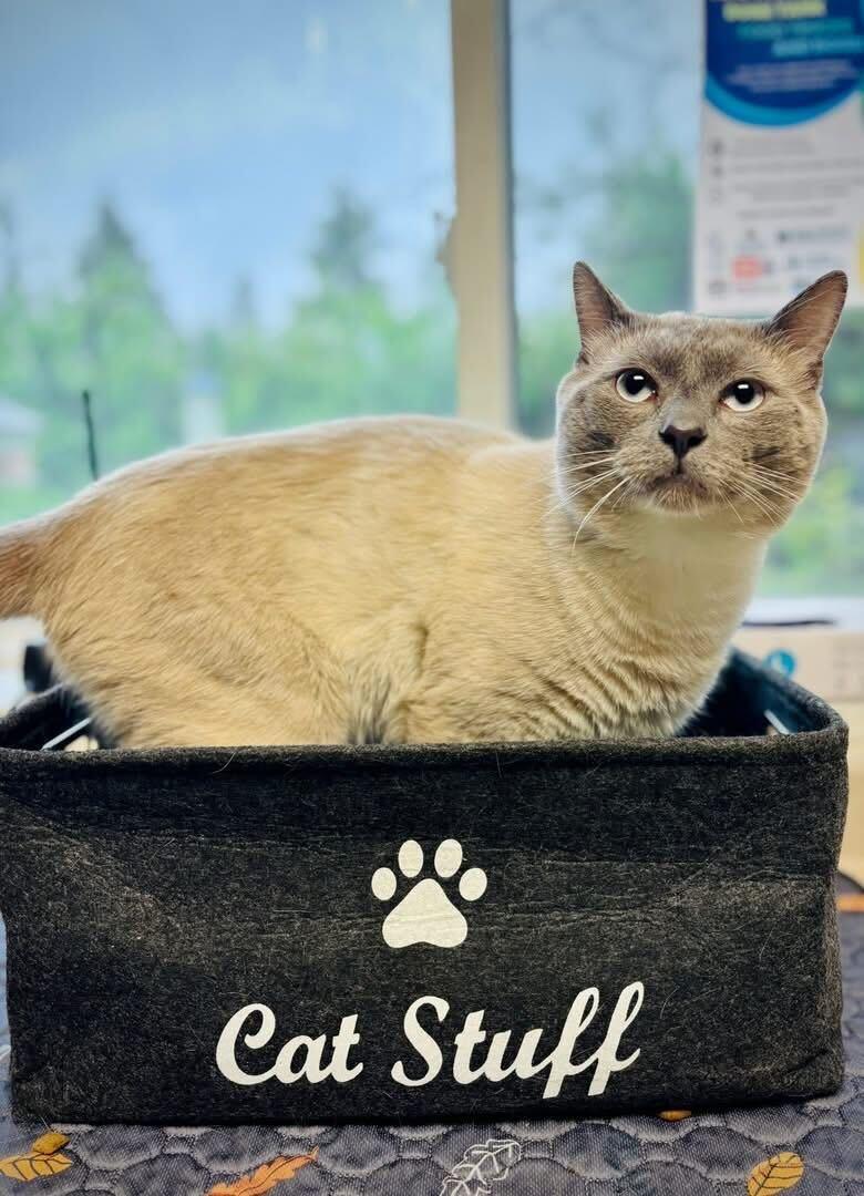 Enlarge Attorney General, an adopted Domestic Short Hair in Manchester, NH image 1/2