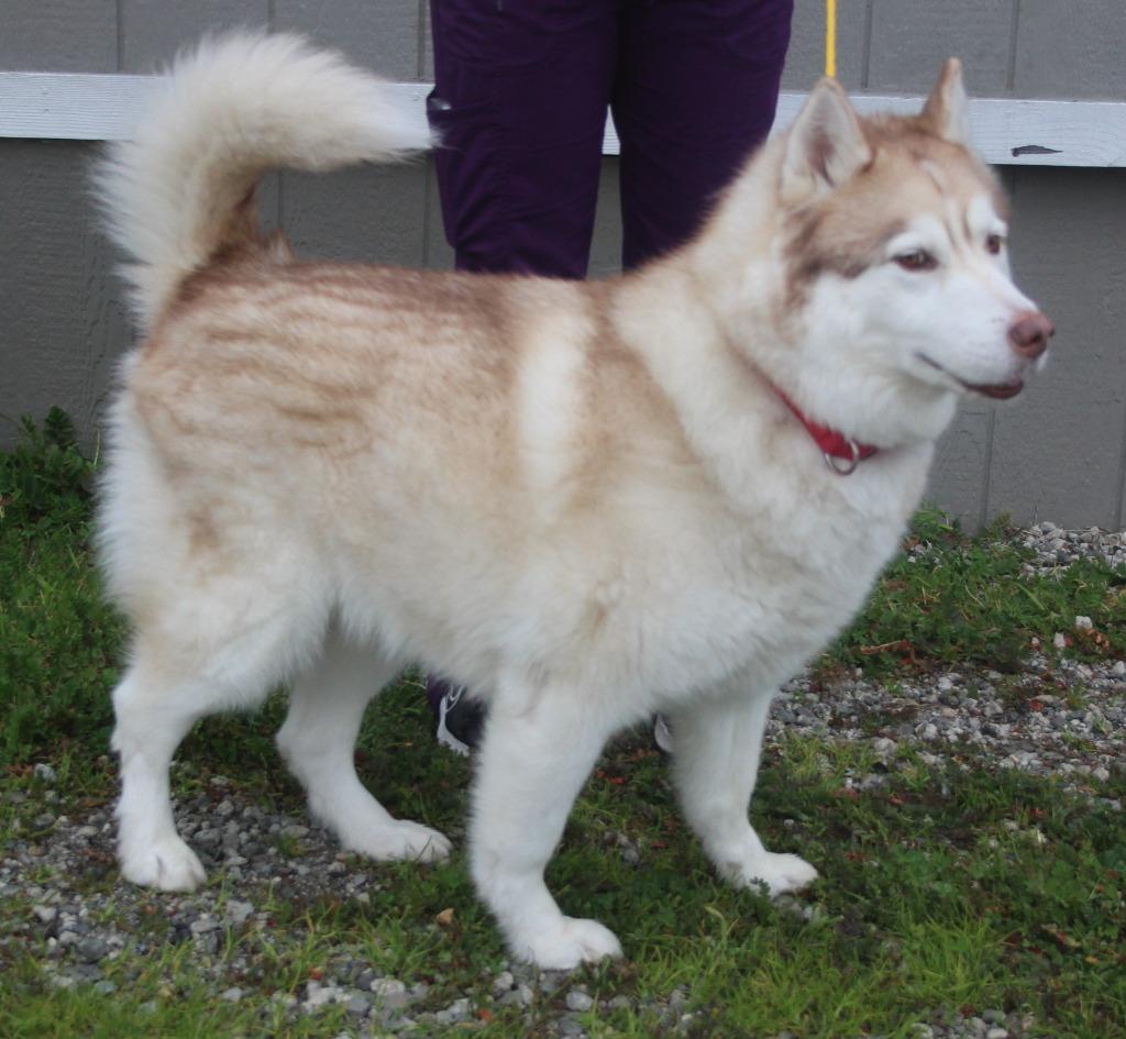 Ireland, a Adoptable mixed breed in Vacaville, CA image 1/2