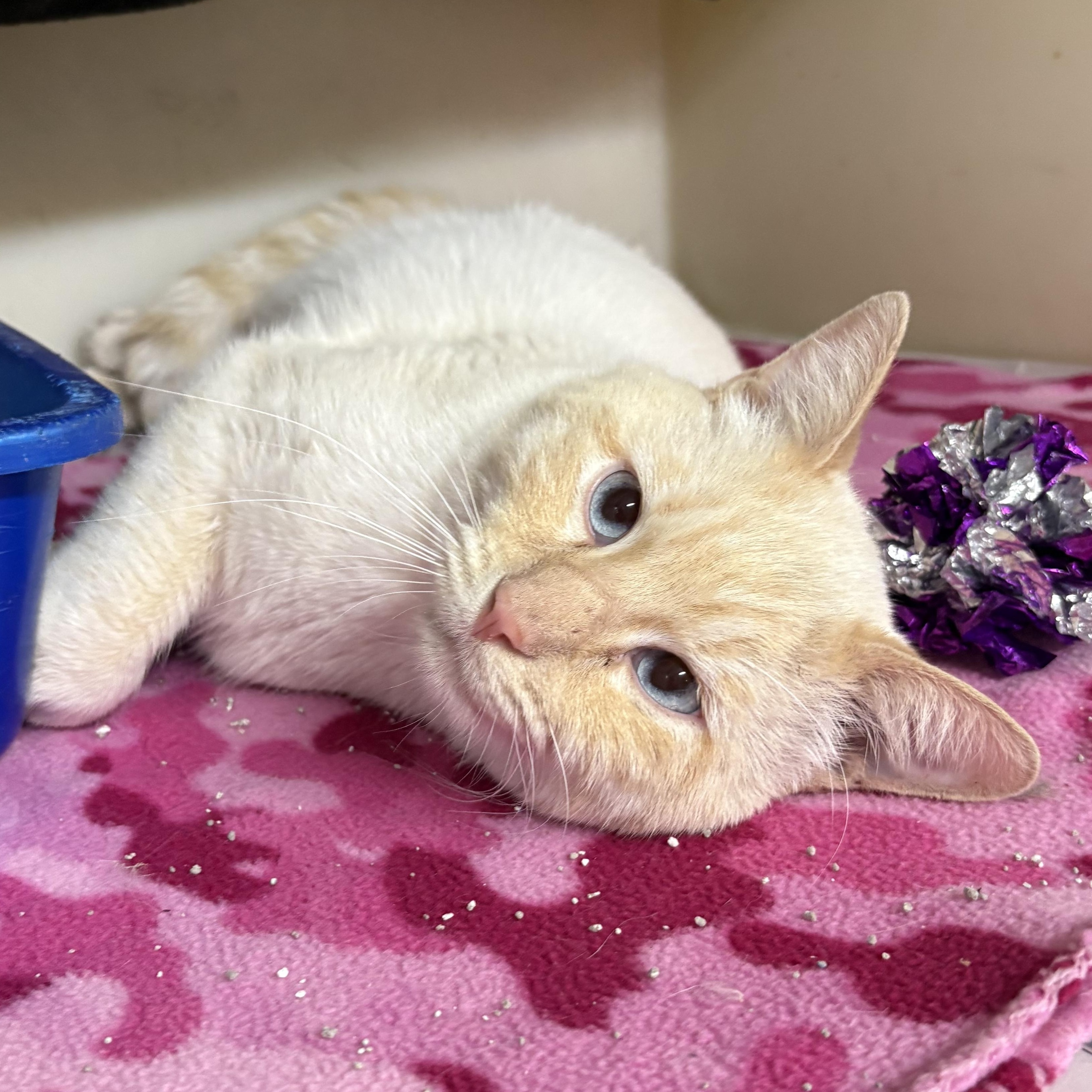 Enlarge Flint , a ADOPTABLE mixed breed in Charles City, IA image 4/5