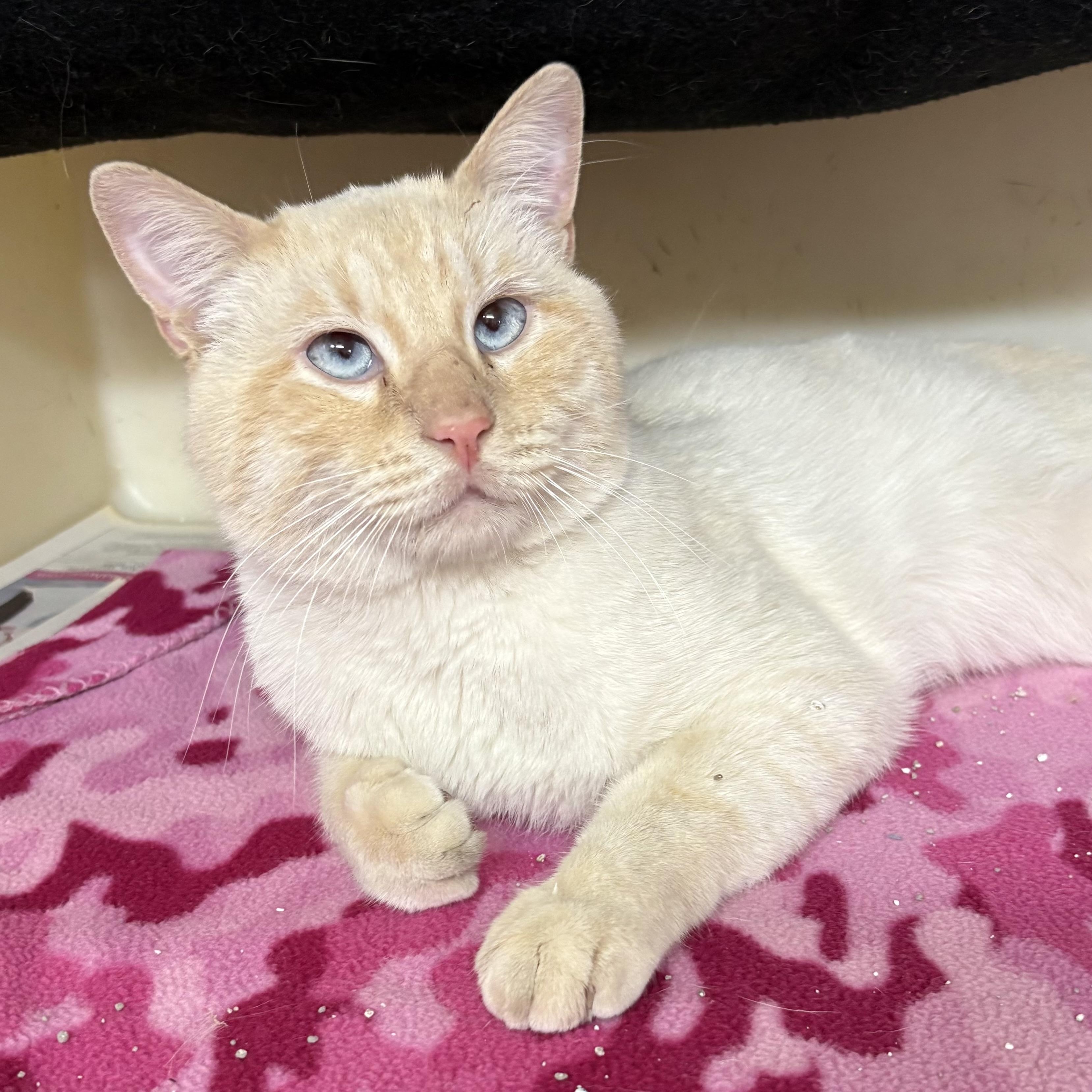 Flint , ADOPTABLE, Adult Male Siamese & Tabby.