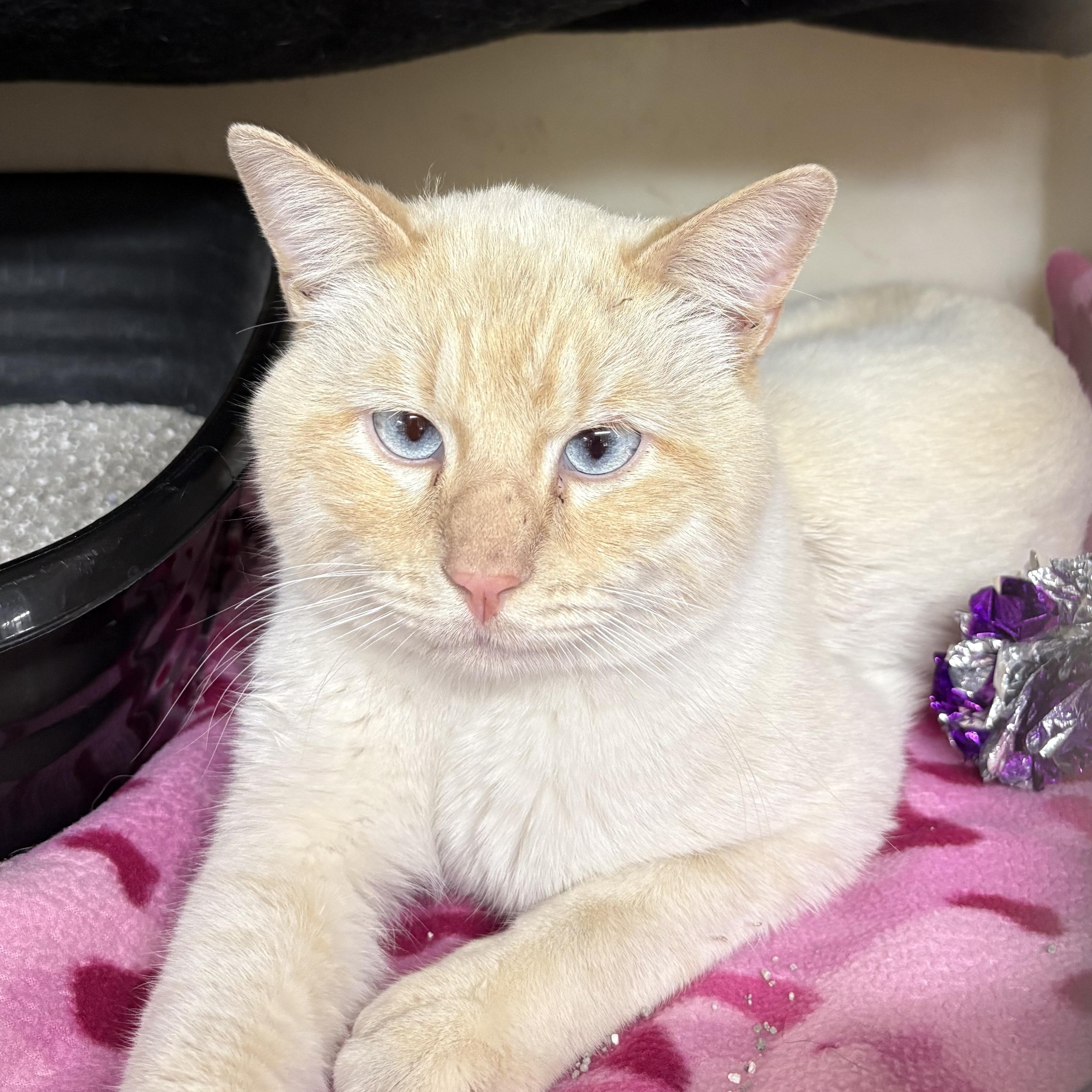 Enlarge Flint , a ADOPTABLE mixed breed in Charles City, IA image 2/5