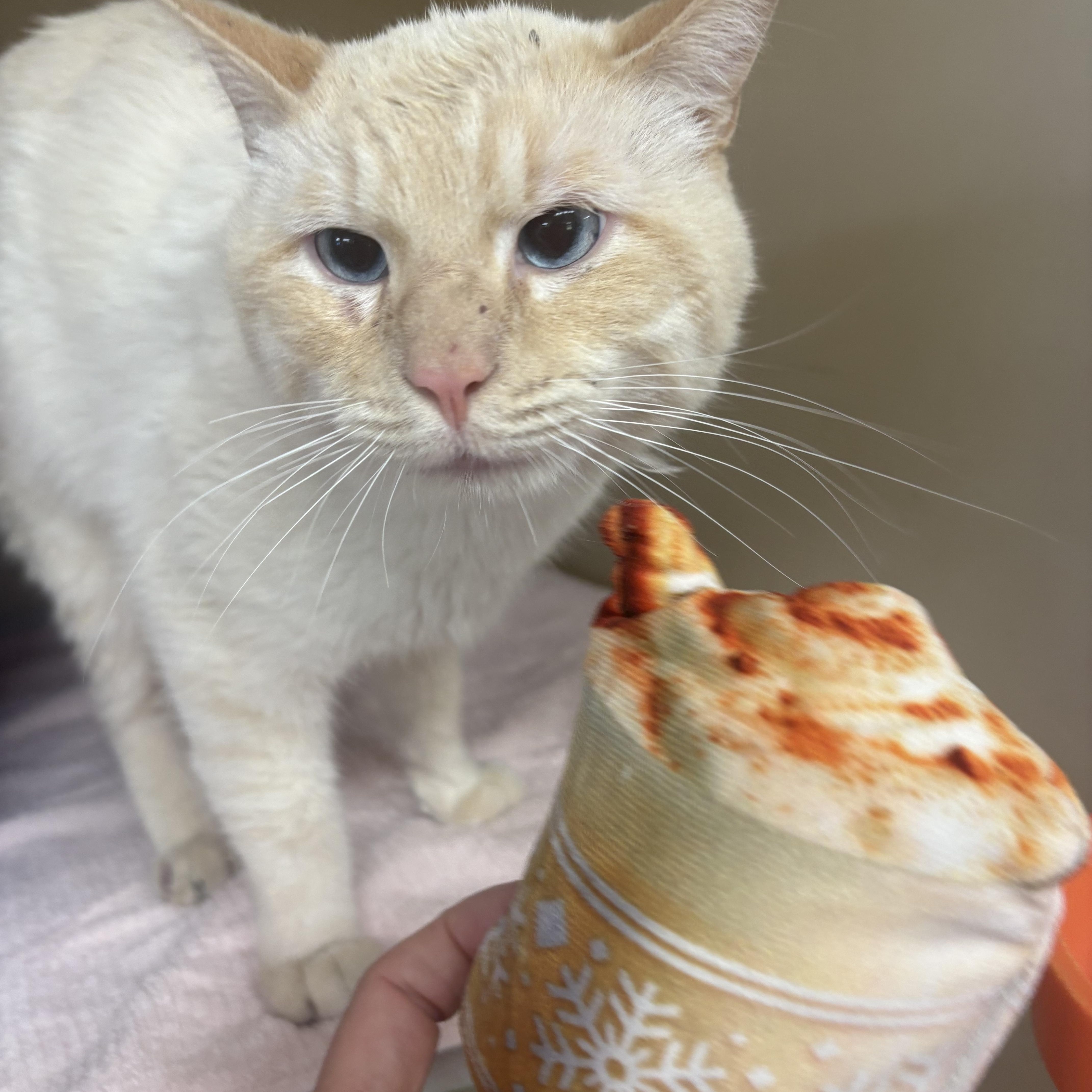 Enlarge Flint , a ADOPTABLE mixed breed in Charles City, IA image 3/5