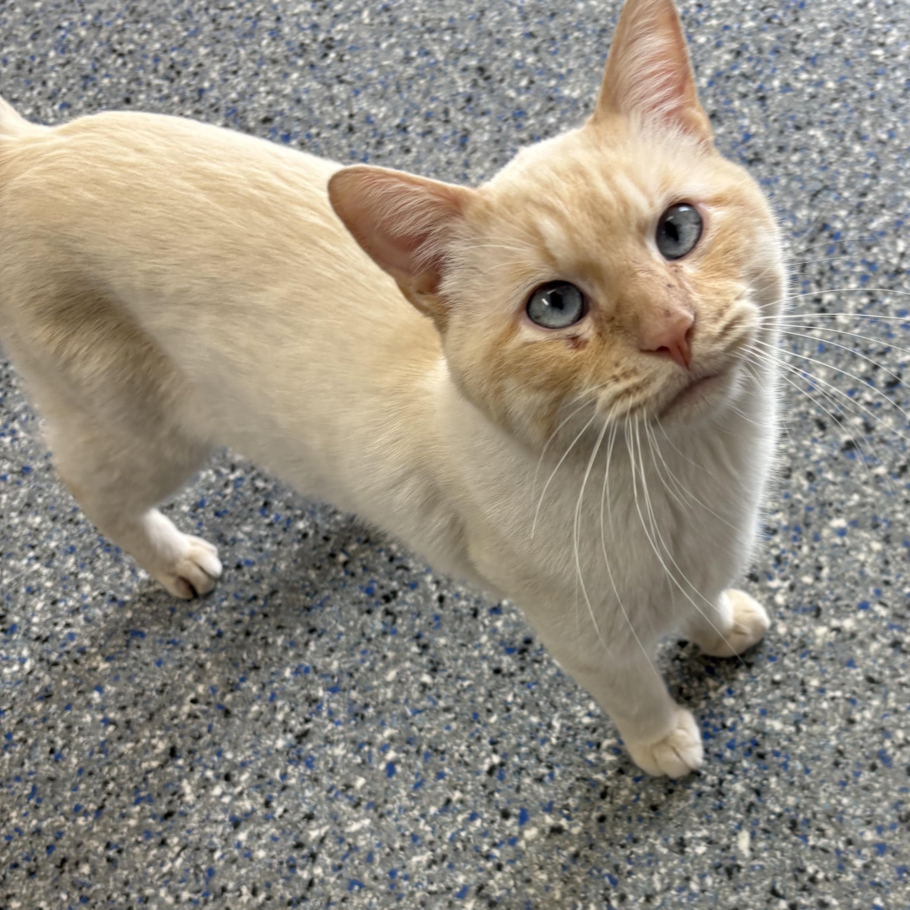 Enlarge Flint , a ADOPTABLE mixed breed in Charles City, IA image 5/5