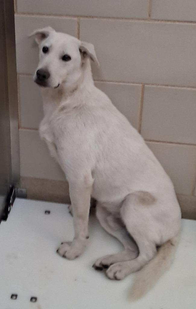 Jack, Adoptable, Young Male Labrador Retriever.