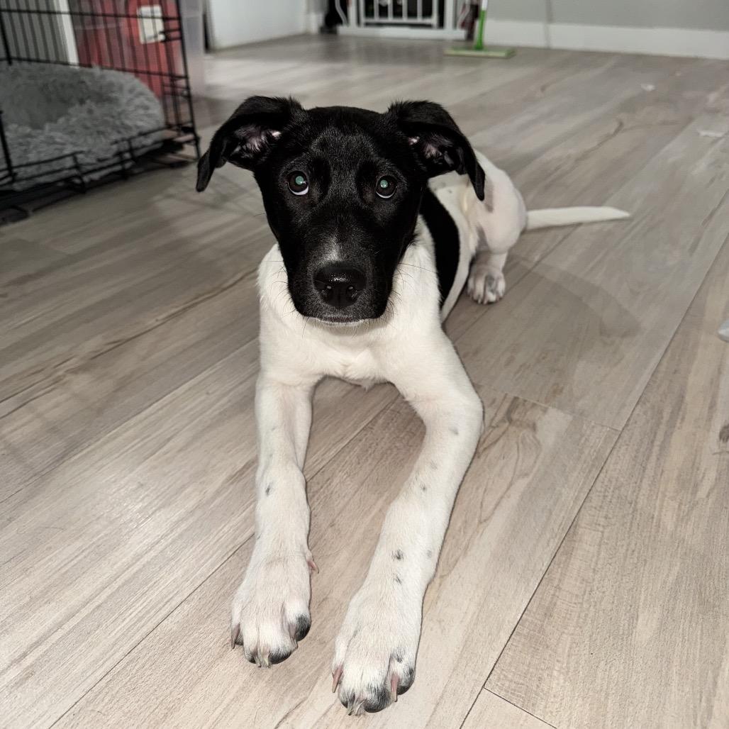 Enlarge Bella, a Adoptable Mixed Breed in San Antonio, TX image 1/6