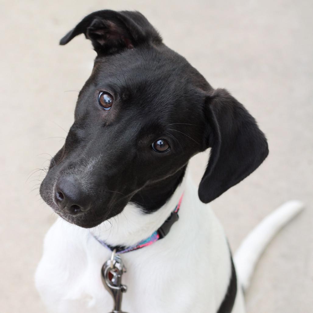 Enlarge Bella, a Adoptable Mixed Breed in San Antonio, TX image 2/6