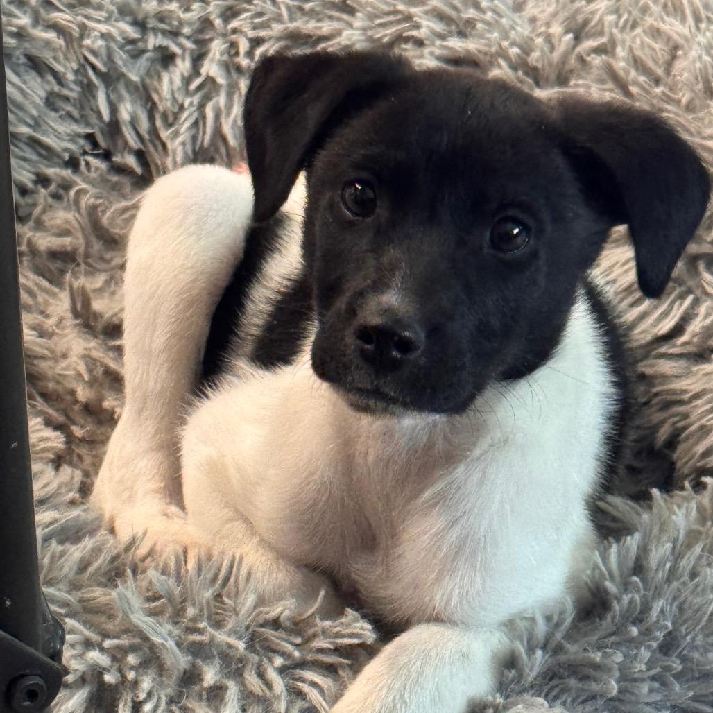 Enlarge Bella, a Adoptable Mixed Breed in San Antonio, TX image 3/6