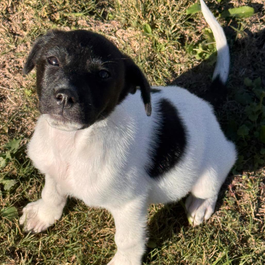 Enlarge Bella, a Adoptable Mixed Breed in San Antonio, TX image 4/6