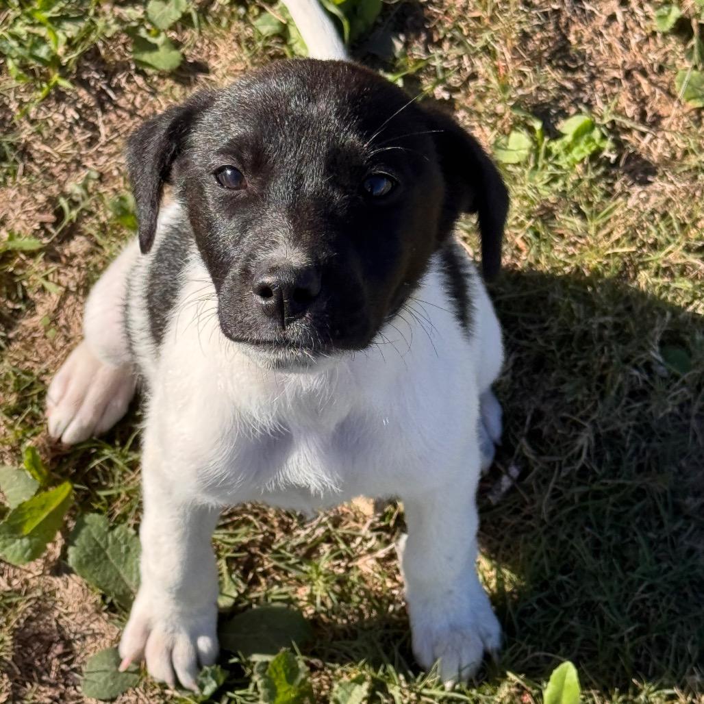 Enlarge Bella, a Adoptable Mixed Breed in San Antonio, TX image 5/6